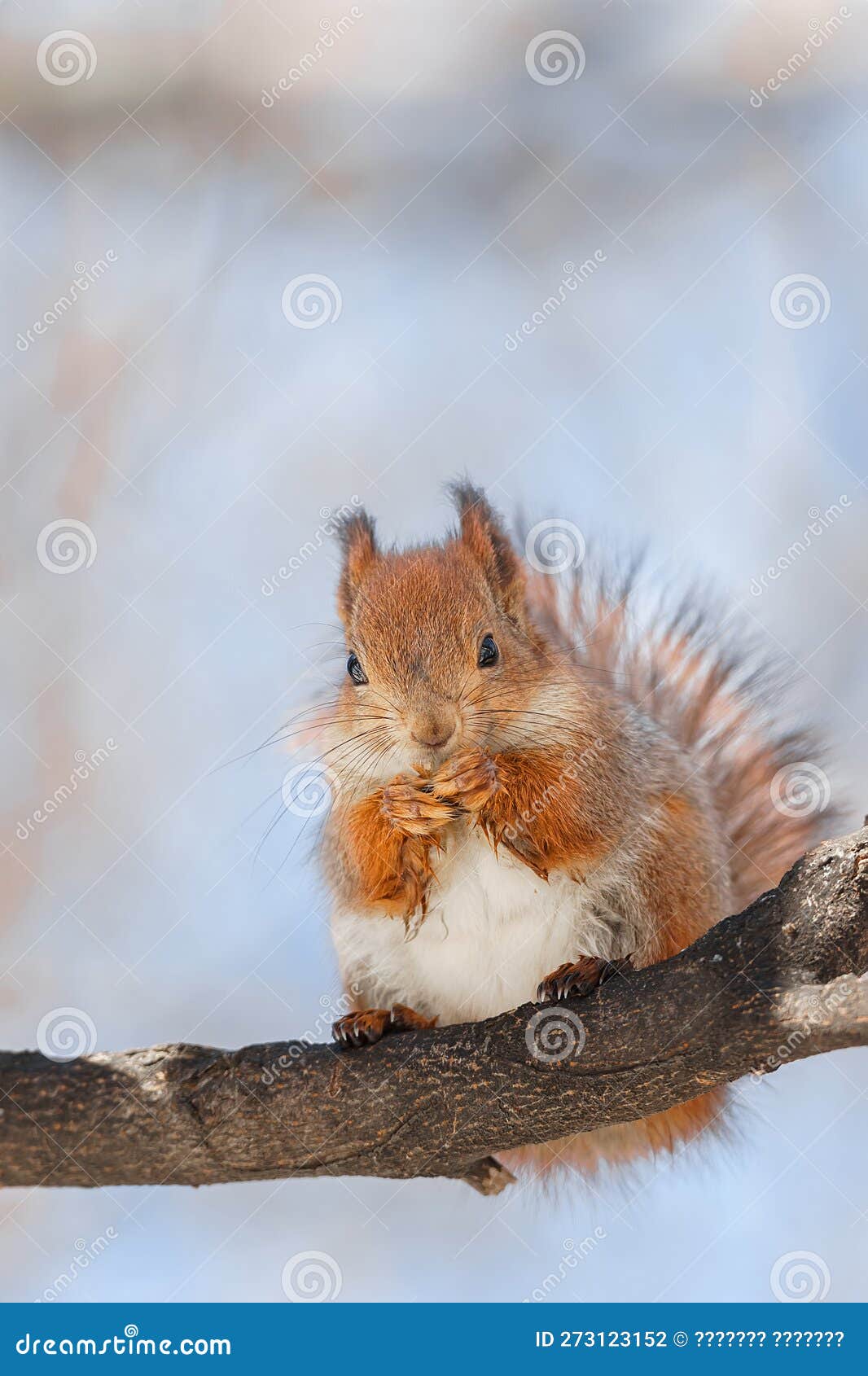 Selective Image of Red Squirrels Eating Nut on Wooden Stump Stock Photo
