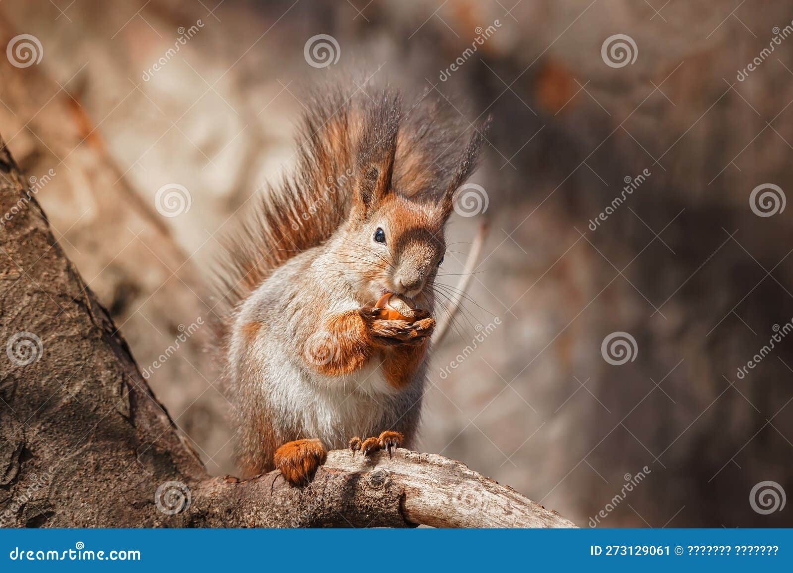 Selective Image of Red Squirrels Eating Nut on Wooden Stump Stock Image
