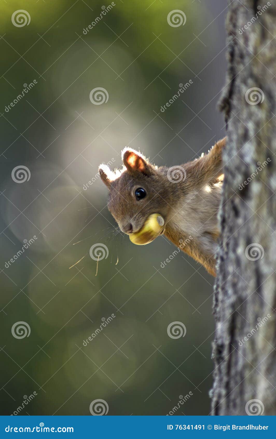 Squirrel with an oak stock image. Image of diurnal, animal 76341491
