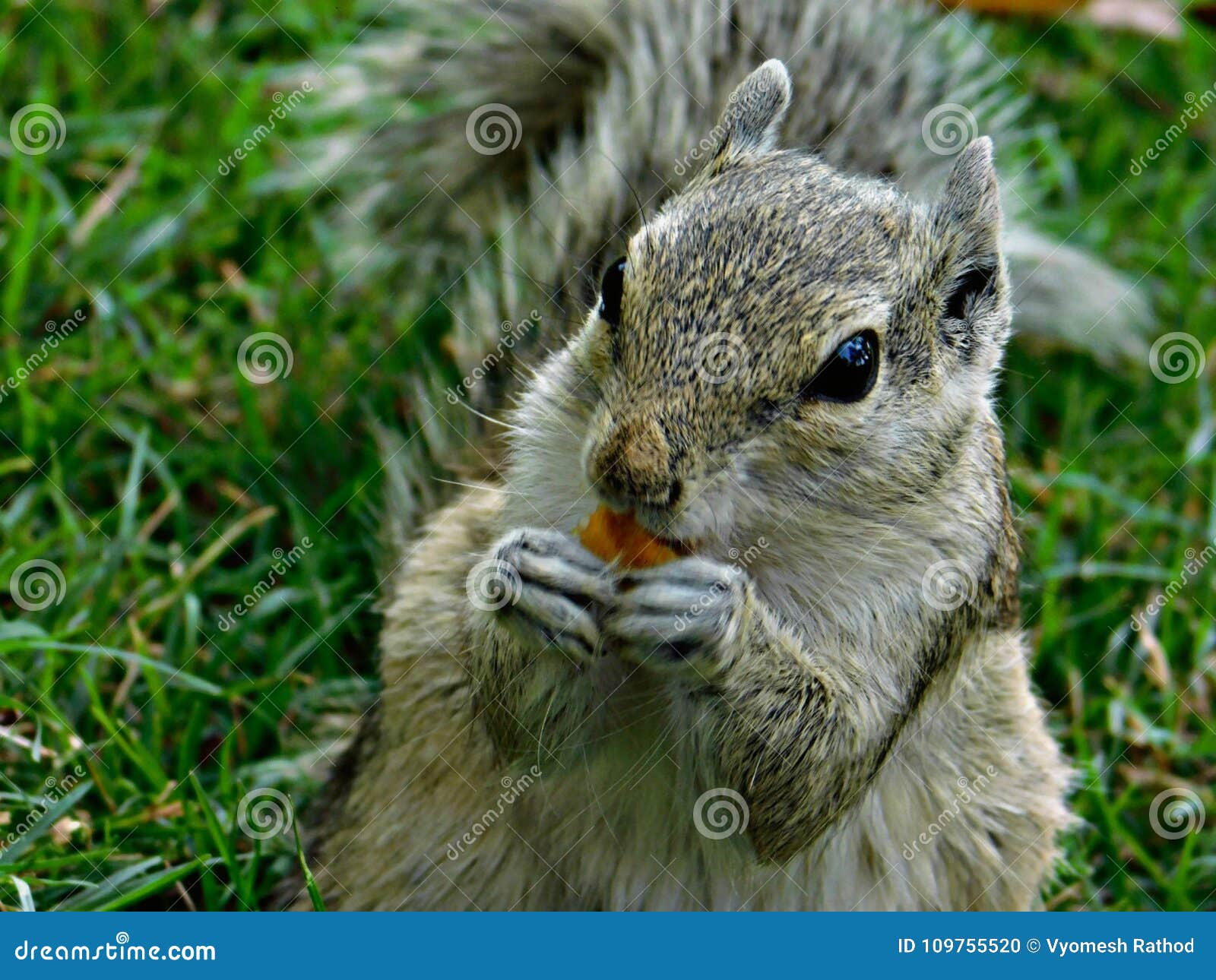 Squirrel in Park Eating Something, Ahmedabad Stock Photo Image of