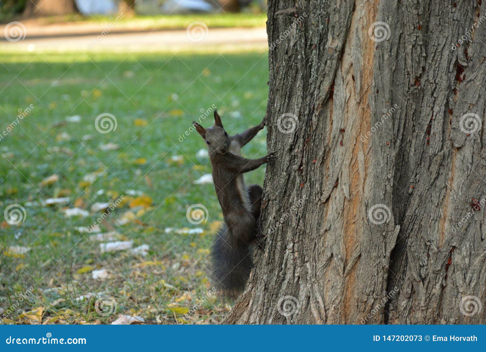 Squirrel in the park stock image. Image of squirrel 147202073