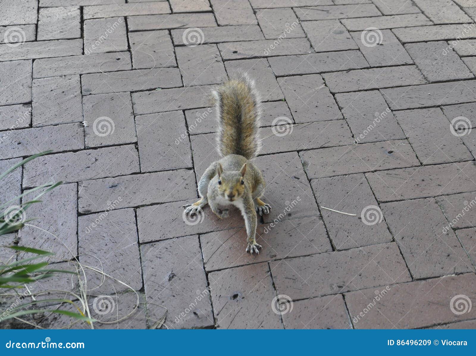 Squirrel in the Park from Savannah in USA Stock Image Image of excitement, paving
