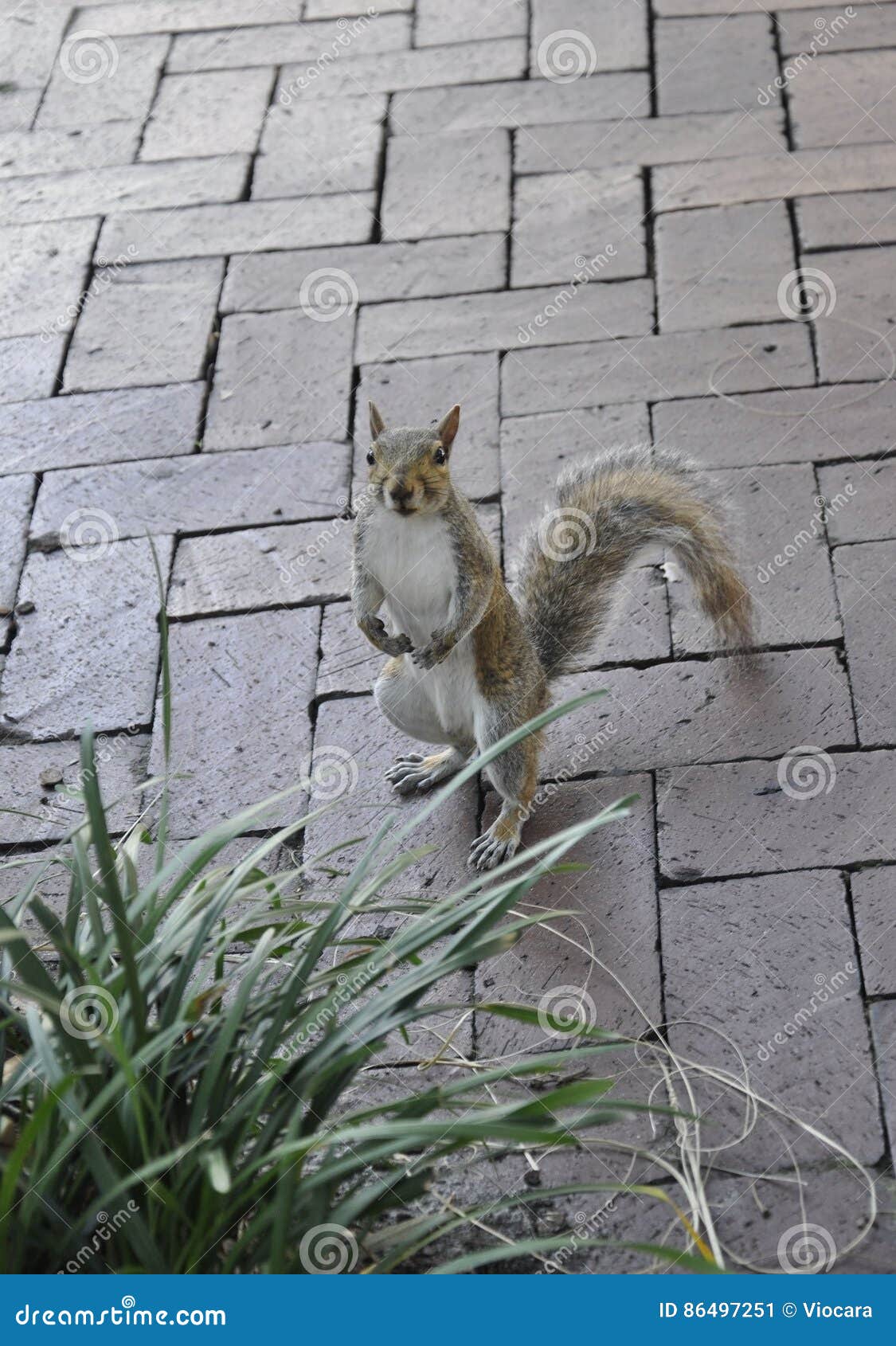 Squirrel in the Park from Savannah in USA Stock Image Image of animals, culture 86497251