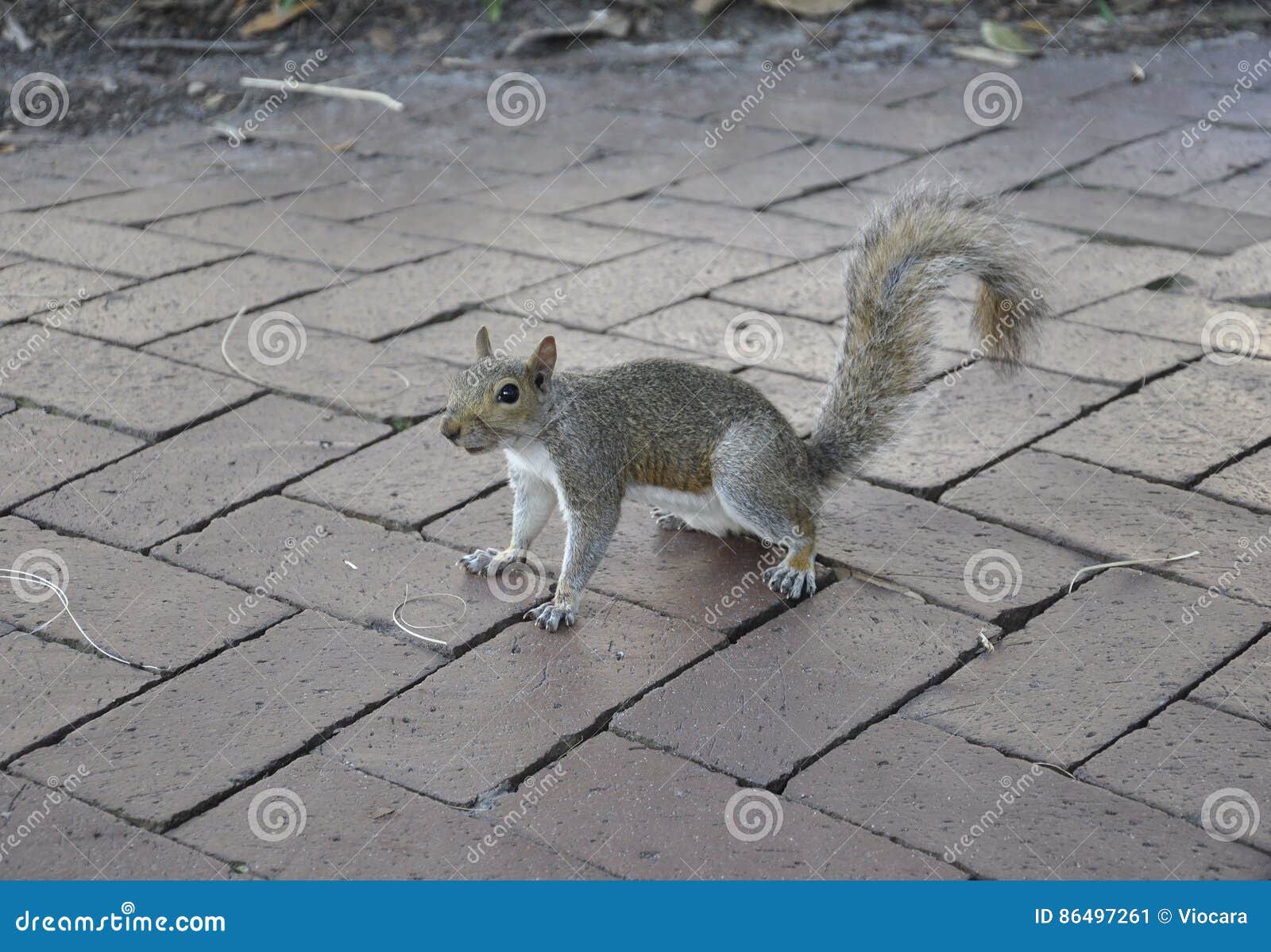 Squirrel in the Park from Savannah in USA Stock Image Image of destination, attraction