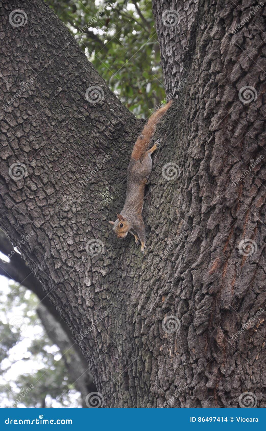 Squirrel in the Park from Savannah in USA Stock Photo Image of natural, beautiful