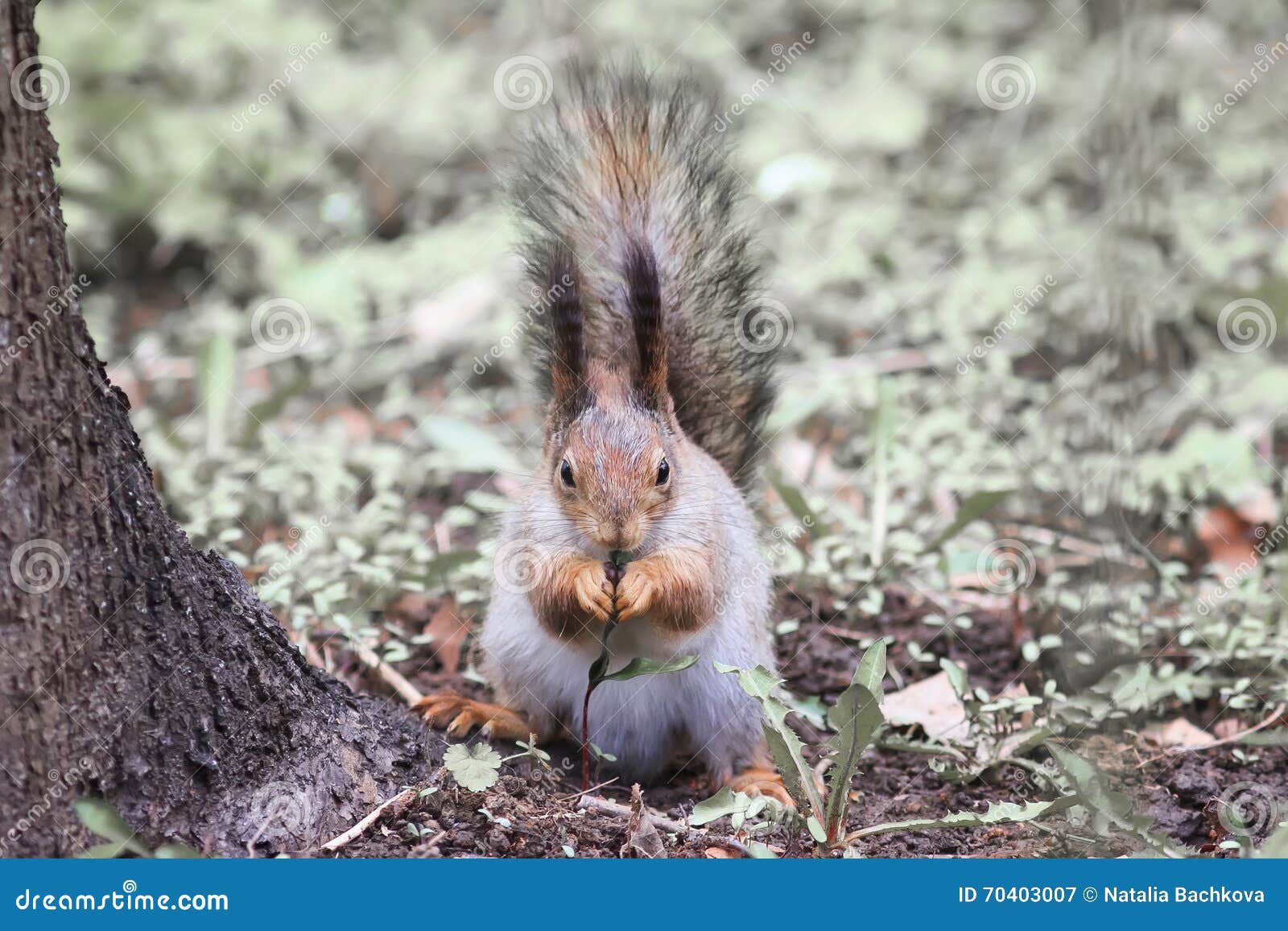 Squirrel in a Park in Spring Eating Grass Dandelion Stock Image Image