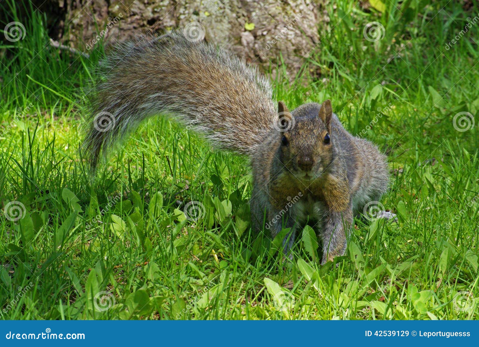 Squirrel in the park editorial stock image. Image of wildlife 42539129