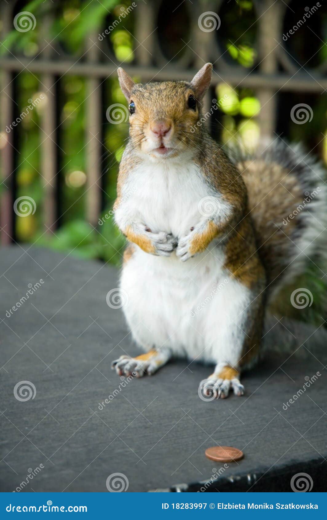 Squirrel with penny stock image. Image of anticipation 18283997
