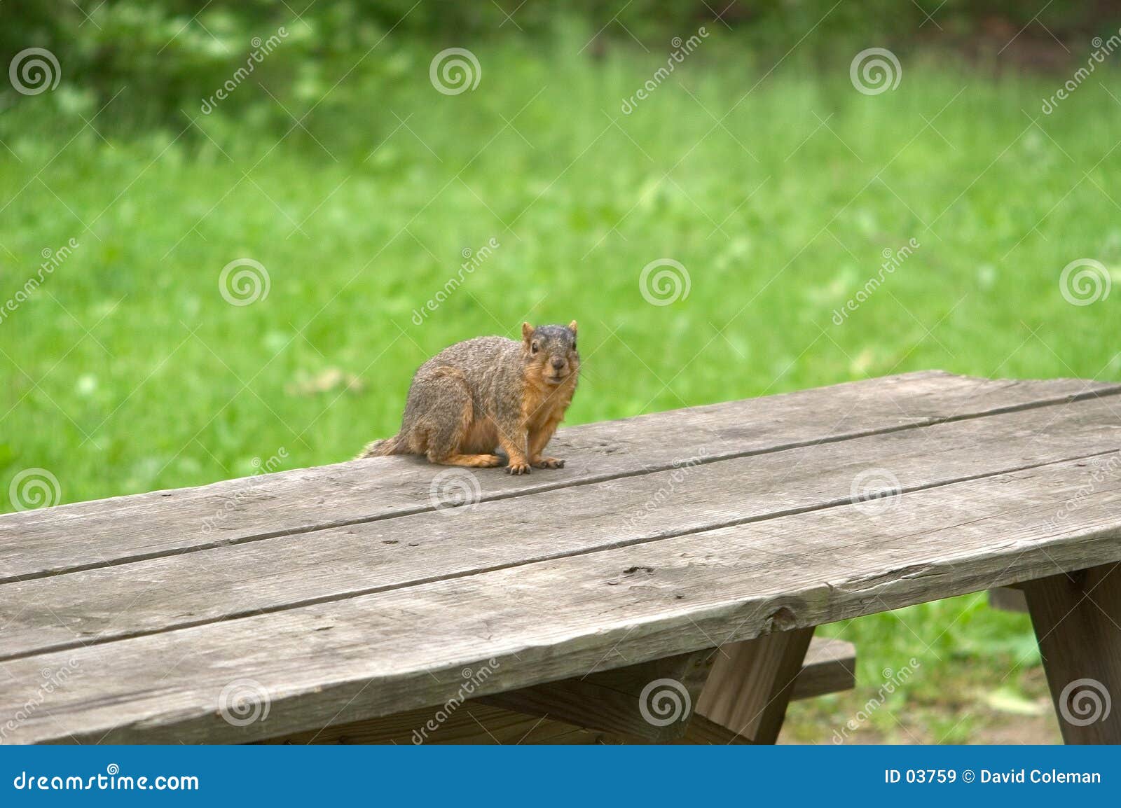 Squirrel on Picnic Table stock image. Image of forest 