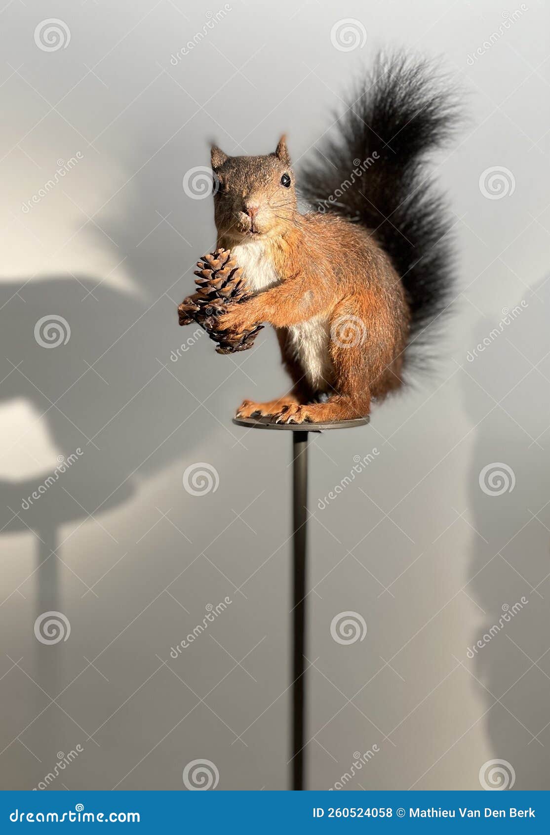 A Squirrel with a Pine Cone in a House Stock Photo Image of flower