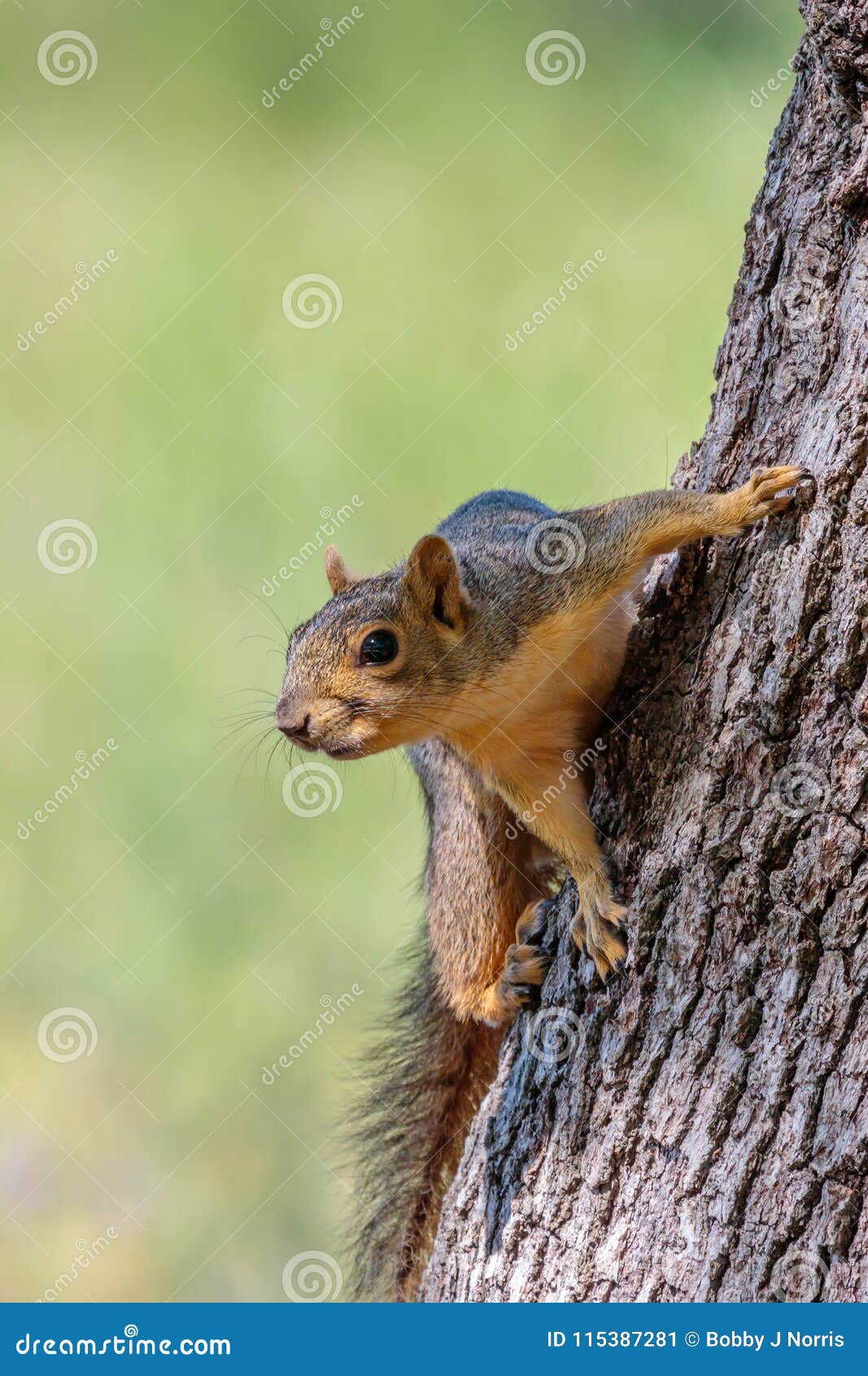 Squirrel Resting in the Live Oak Tree Stock Image Image of resting
