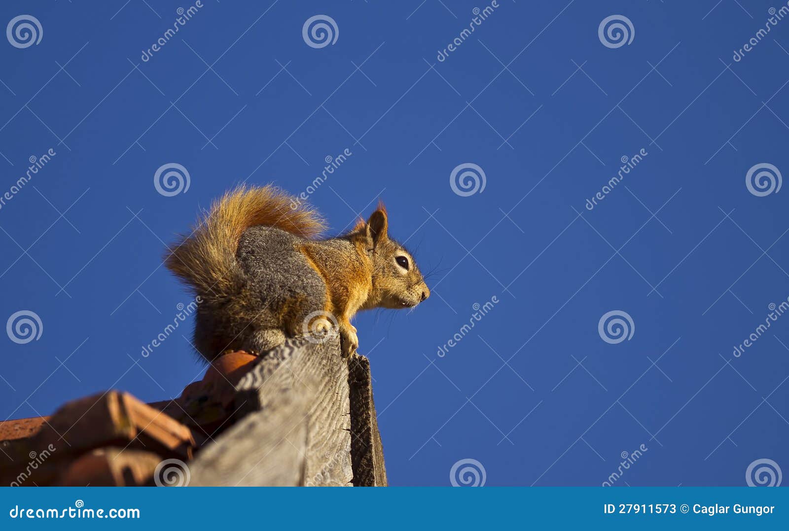 roof squirrel