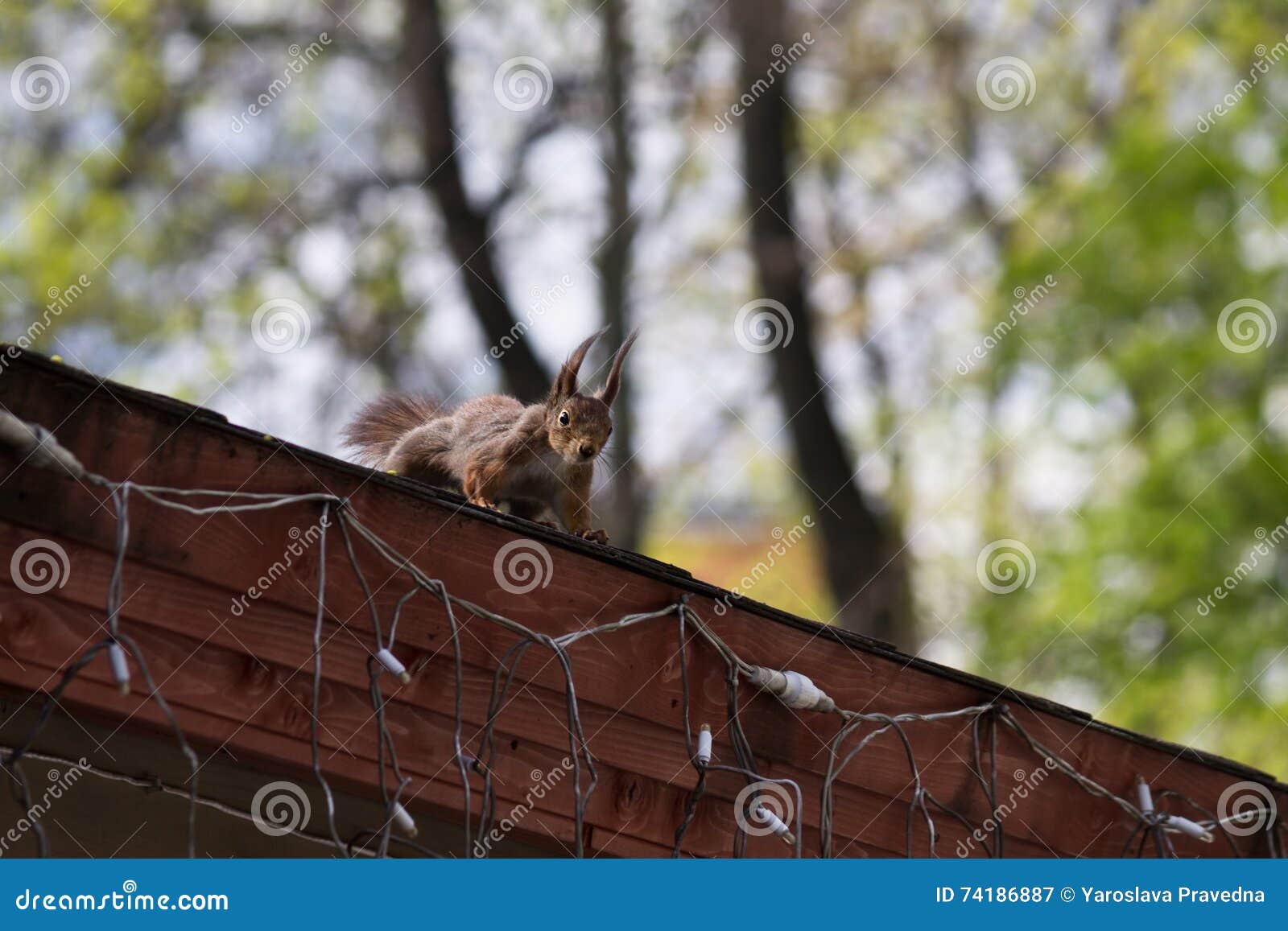 Squirrel on the roof stock image. Image of wild, nature 74186887