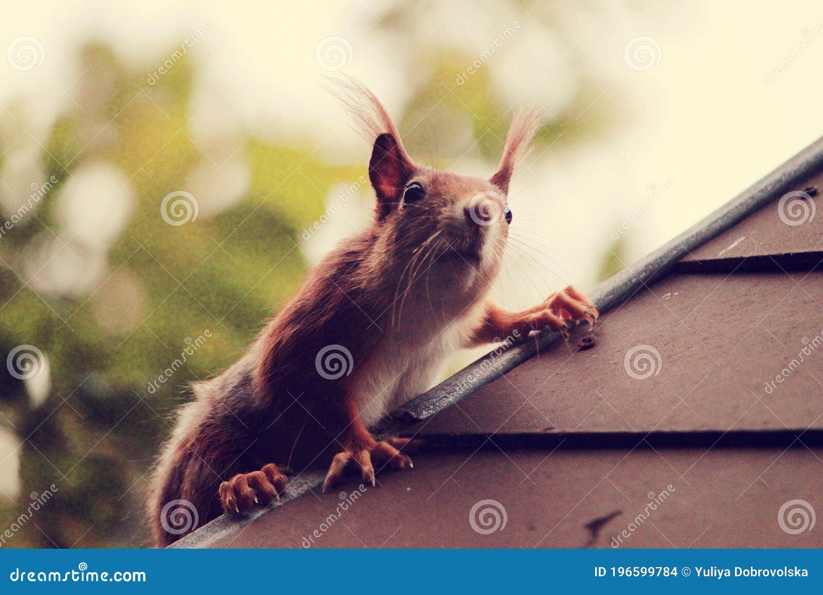 Squirrel on the Roof of the House. Stock Photo Image of roof, green