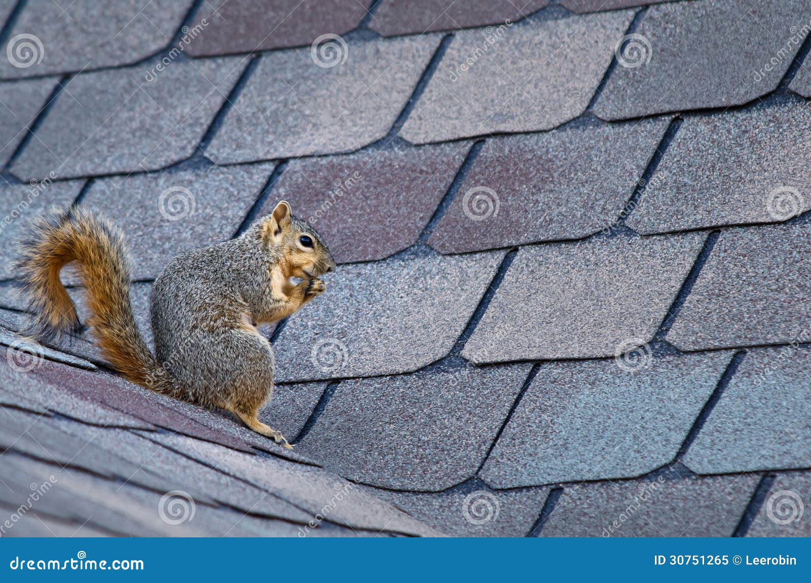 Squirrel on roof stock image. Image of sitting, outdoors 30751265
