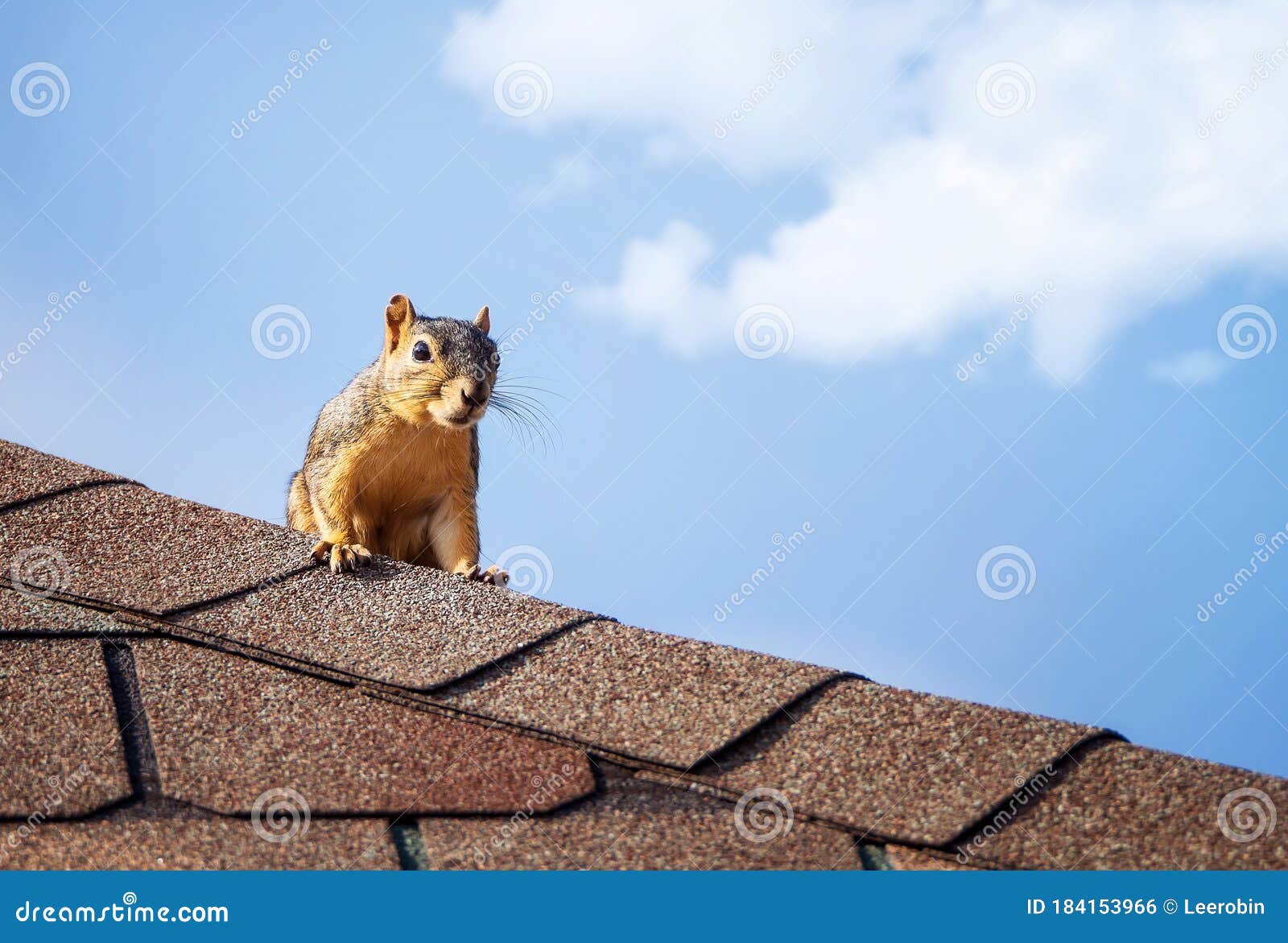 Squirrel on the roof top stock photo. Image of animal 184153966