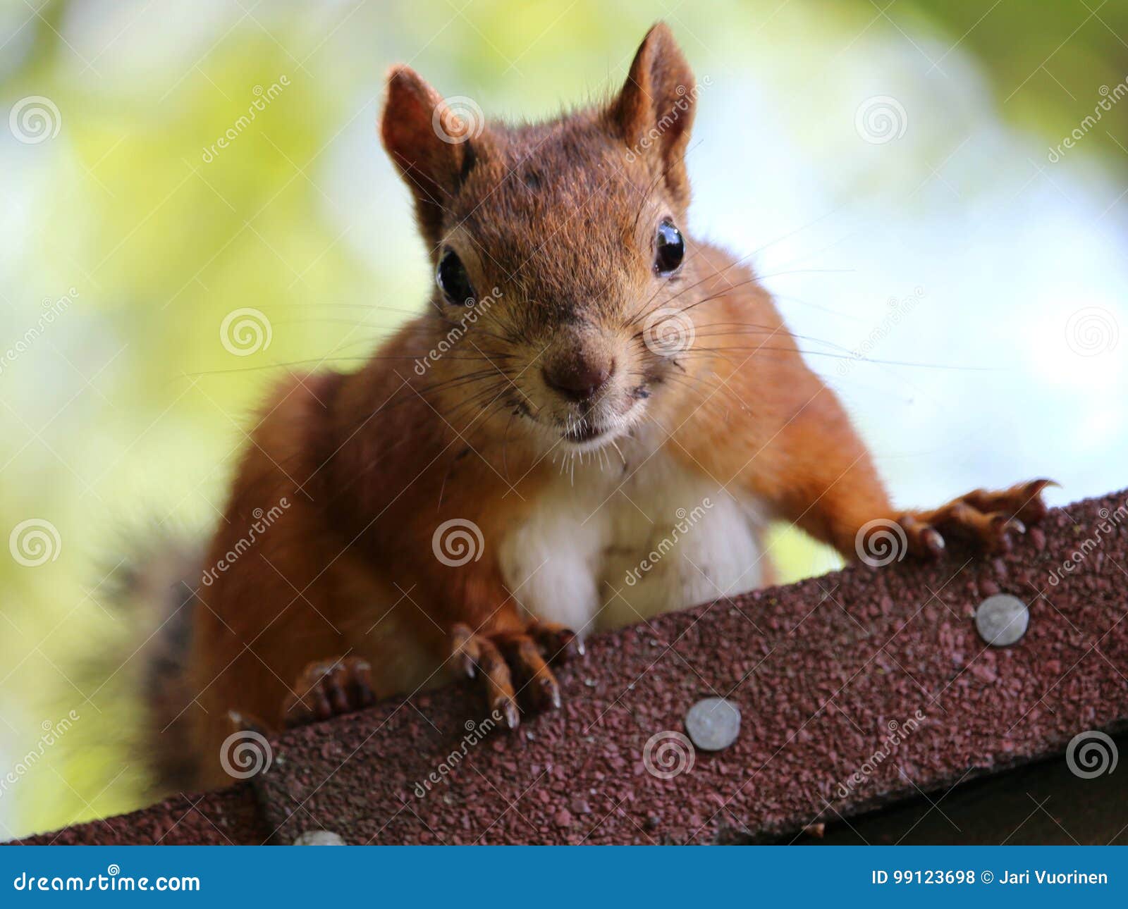 Squirrel on the roof stock photo. Image of cute, brown 99123698