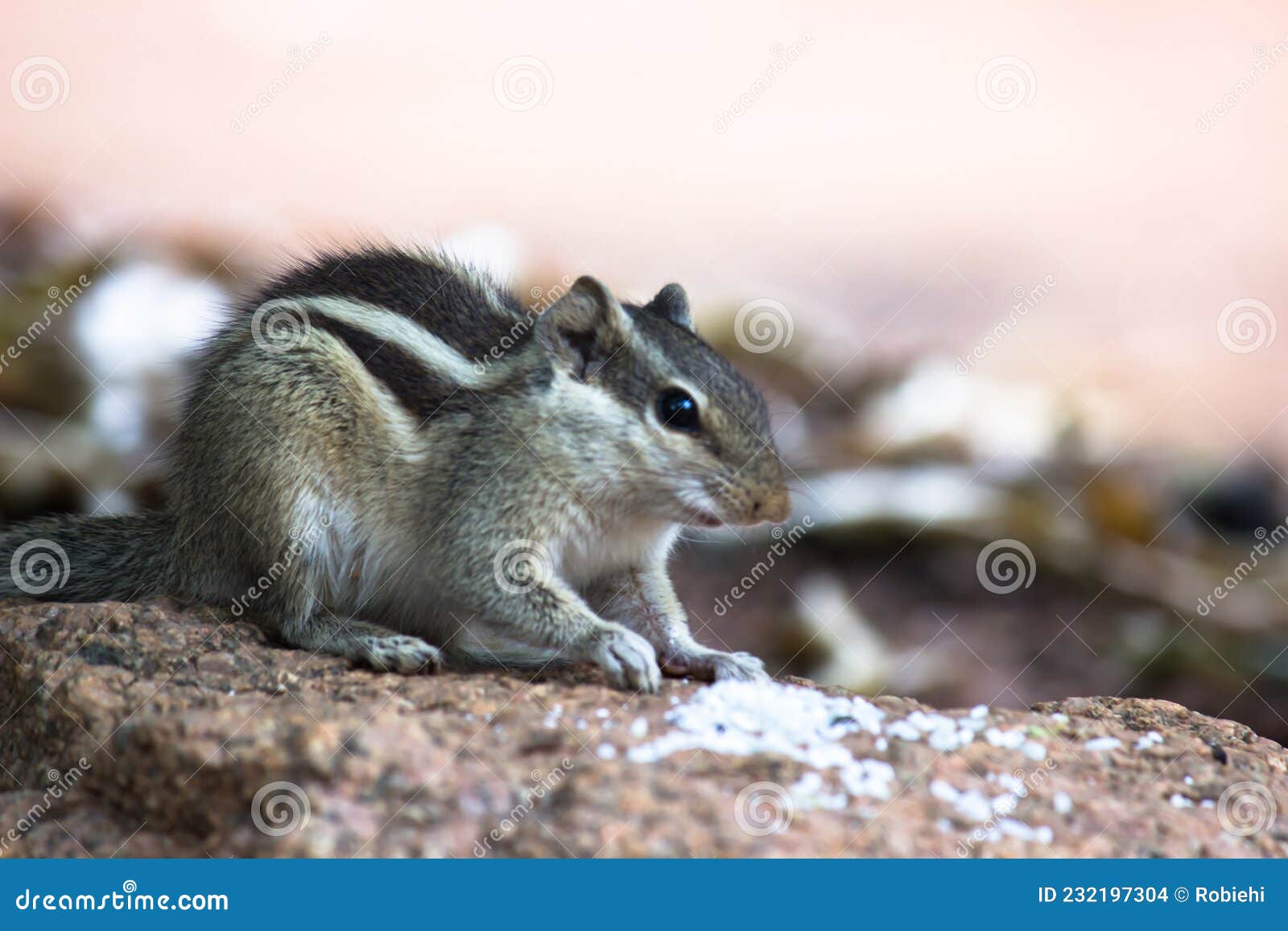 A Squirrel`s Front Teeth Never Stop Growing Stock Photo Image of