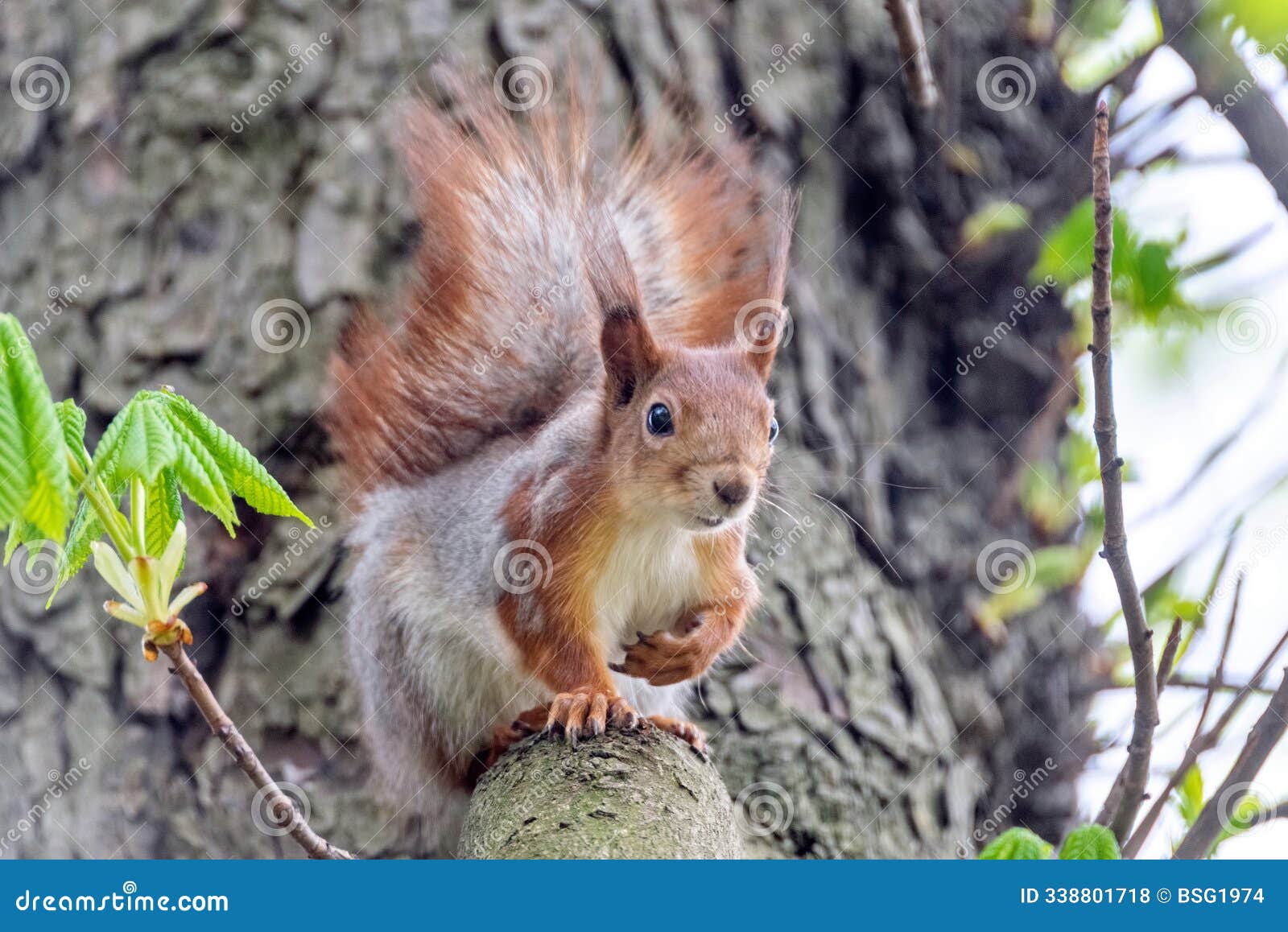 a squirrel (scientific name sciurus) sits on a branch and looks curiously at the camera.