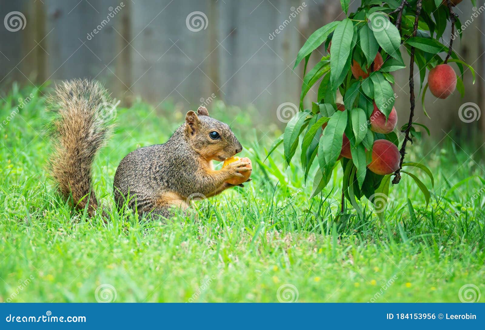 Squirrel Eating Peach Fruit in the Garden Stock Photo Image of garden