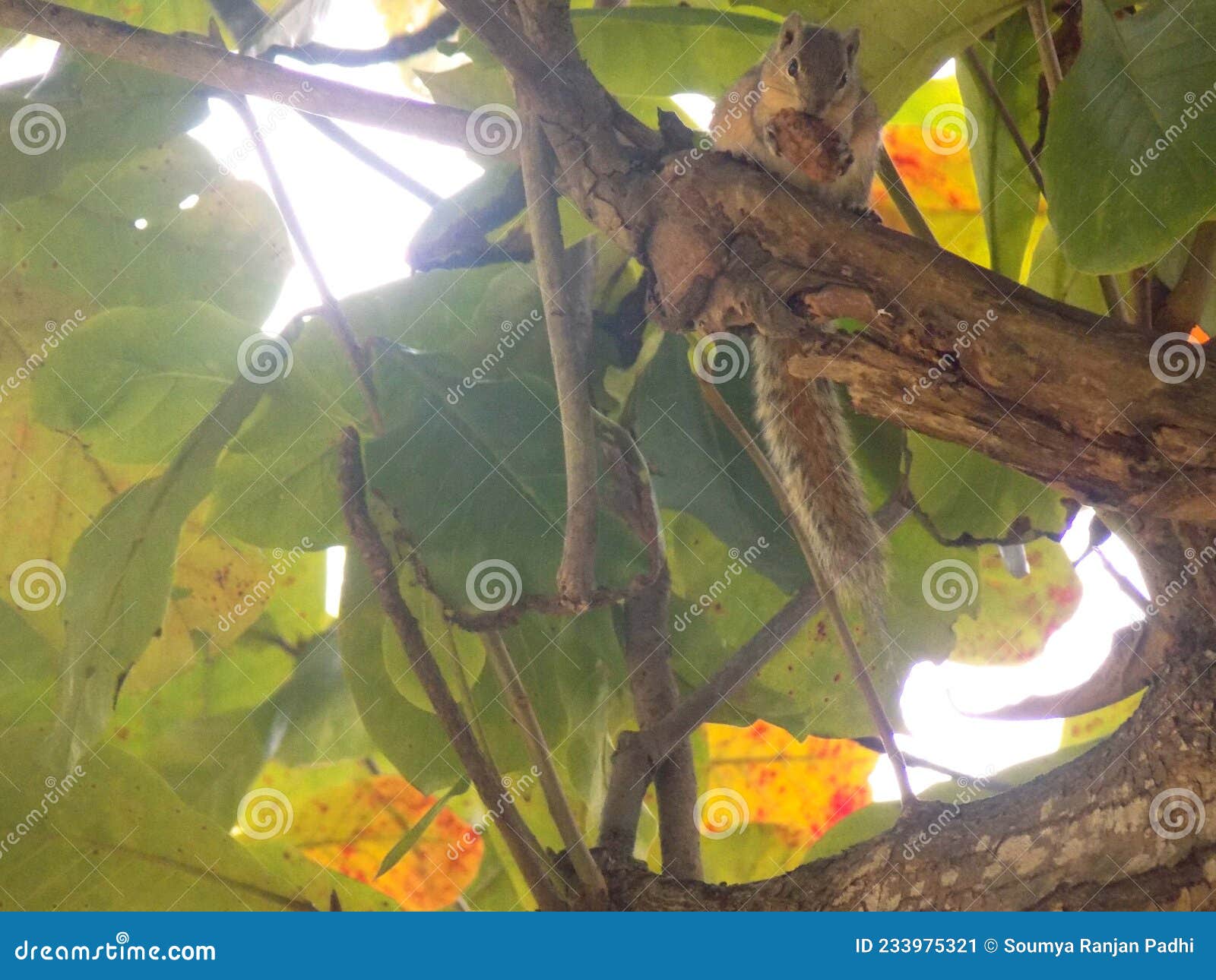 squirrel are seating in this tree ate something