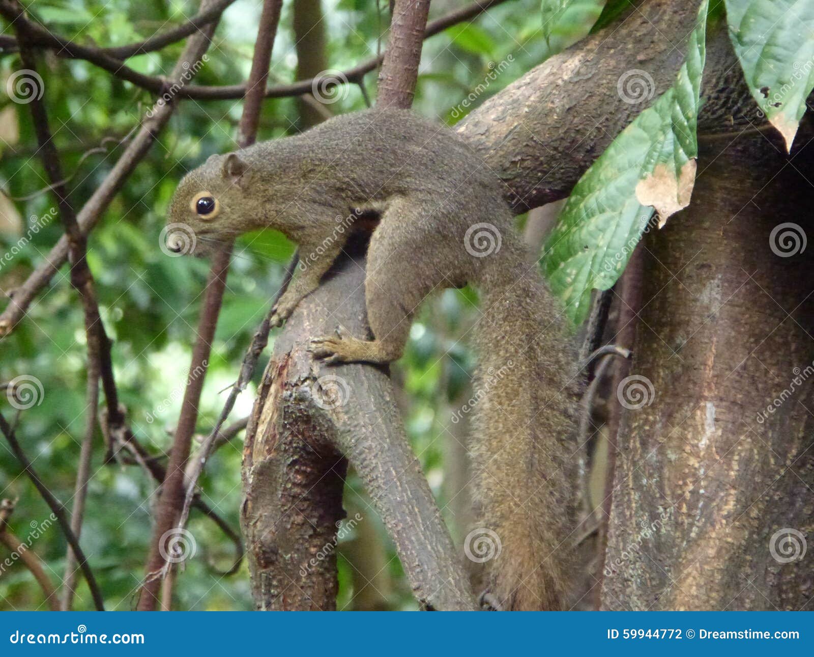 Squirrel, Singapore stock photo. Image of tree, garden 59944772