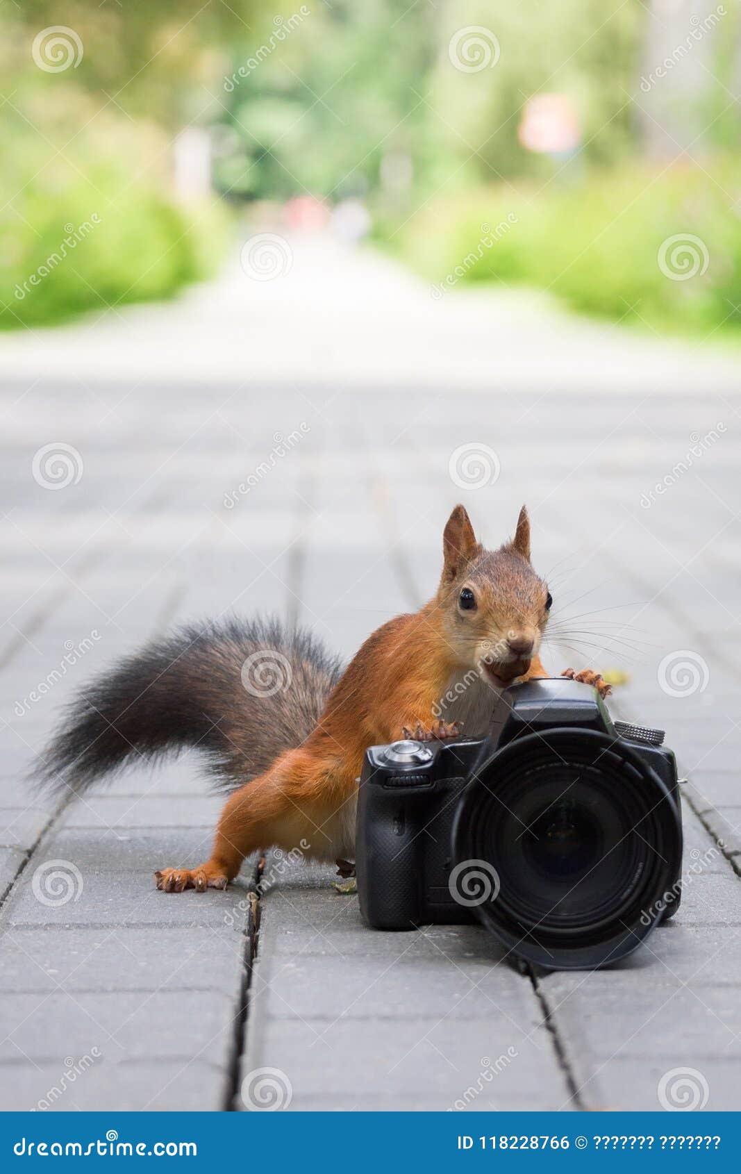 Squirrel and camera stock photo. Image of pets, environment 118228766