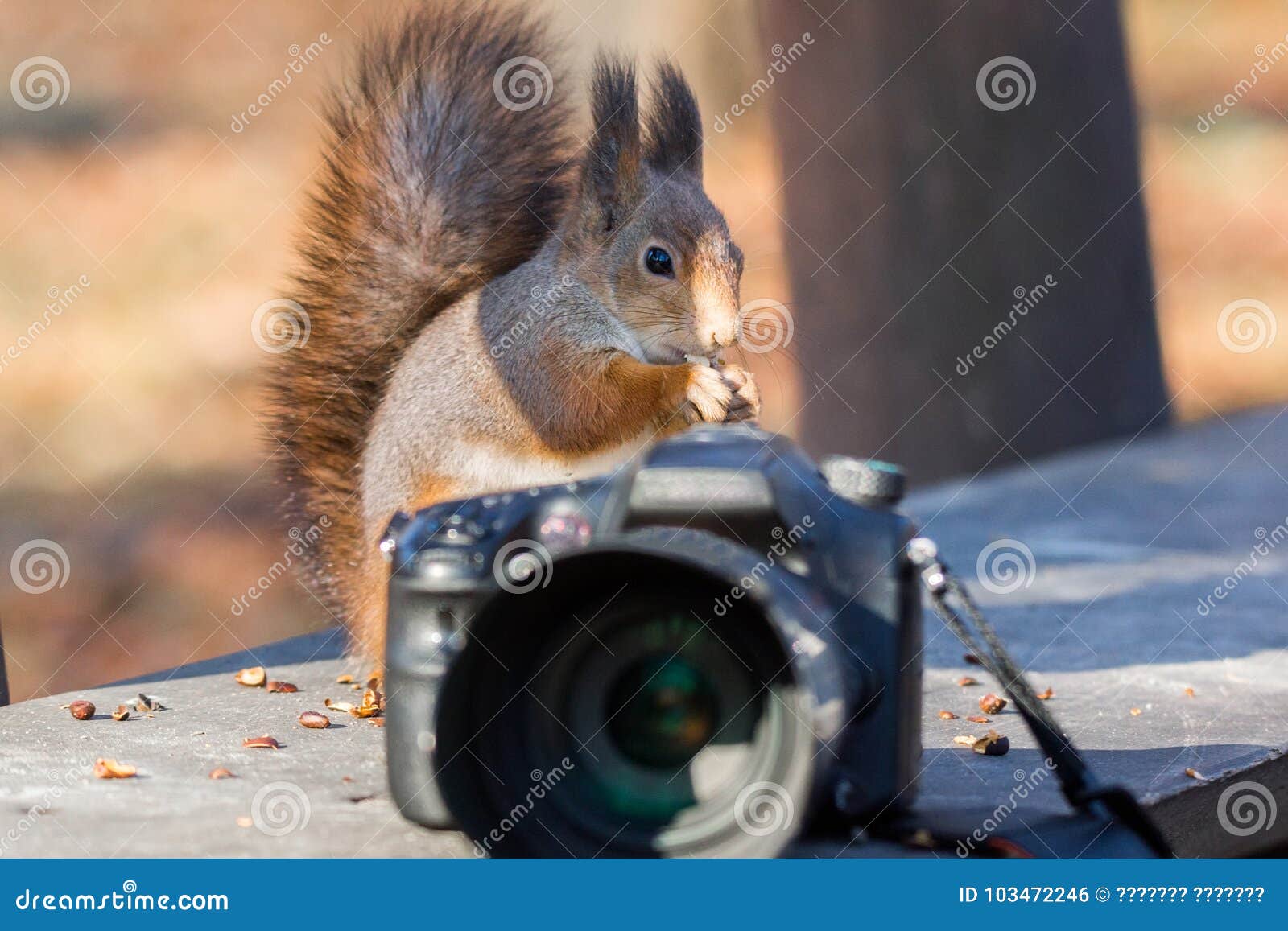 Squirrel Photographs on the Camera Stock Photo Image of mammal, garden 103472246