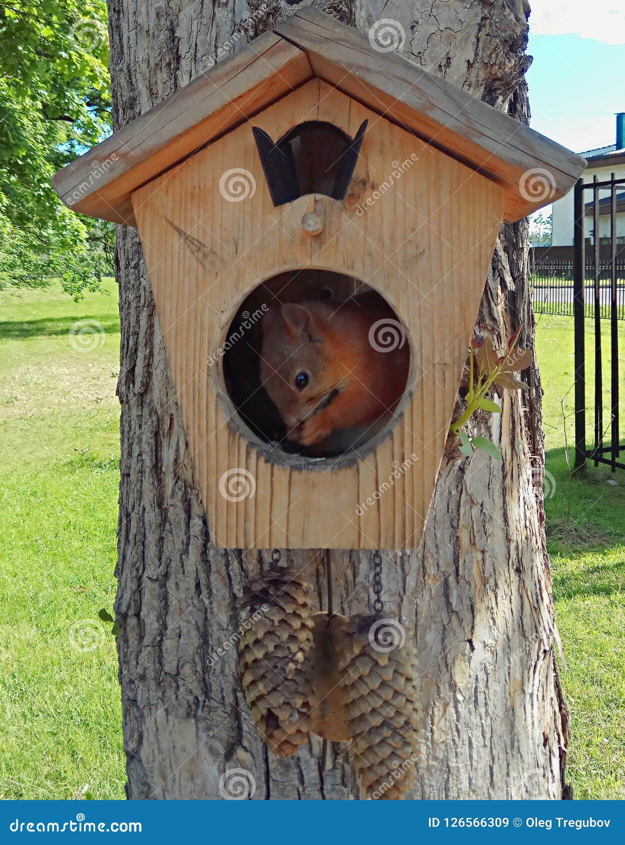 Squirrel Sitting in a Tree House Stock Image Image of hole, green