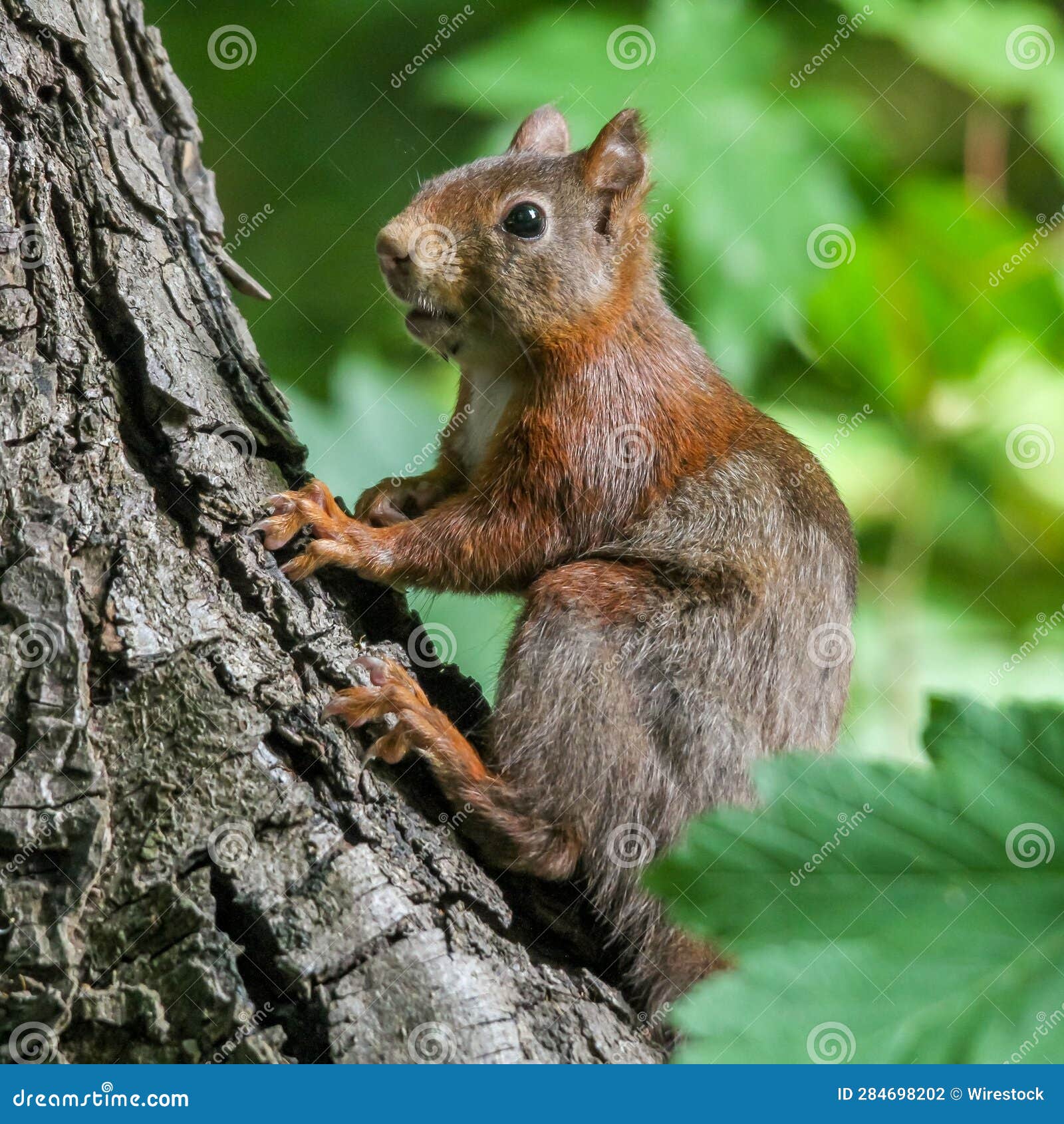 a squirrel is sitting on a tree limb looking over his shoulder
