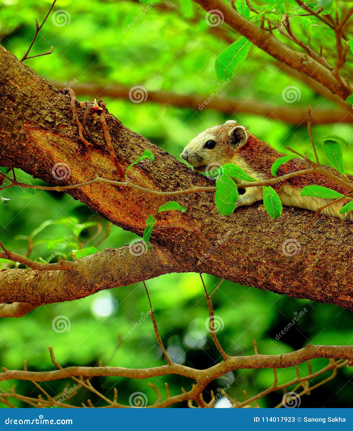 The squirrel sleeping stock image. Image of park, rodent 114017923