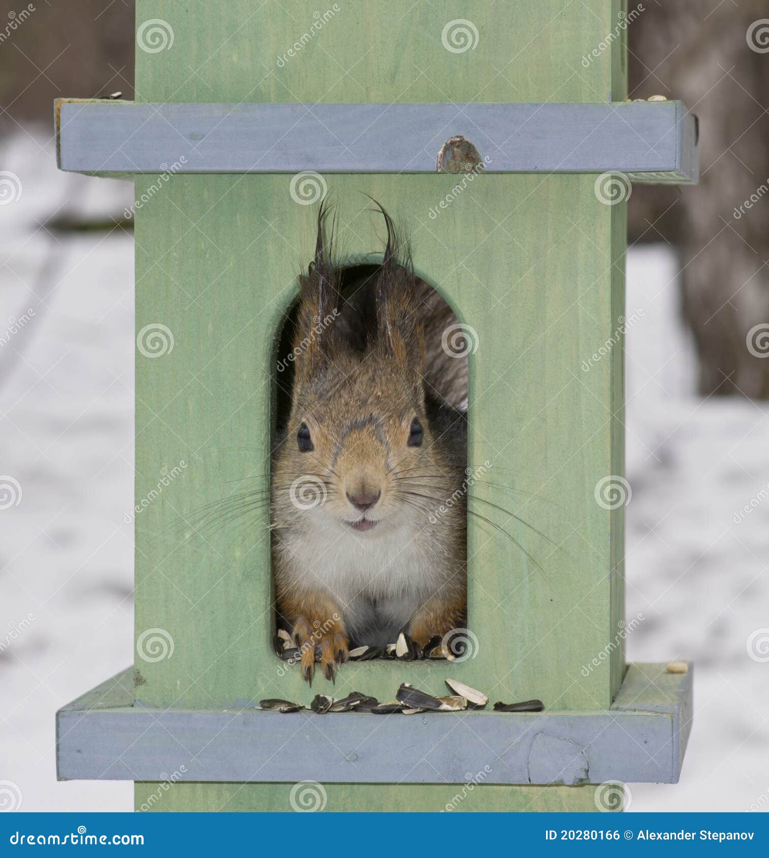 The Squirrel in a Small House Stock Photo Image of wild, feed 20280166