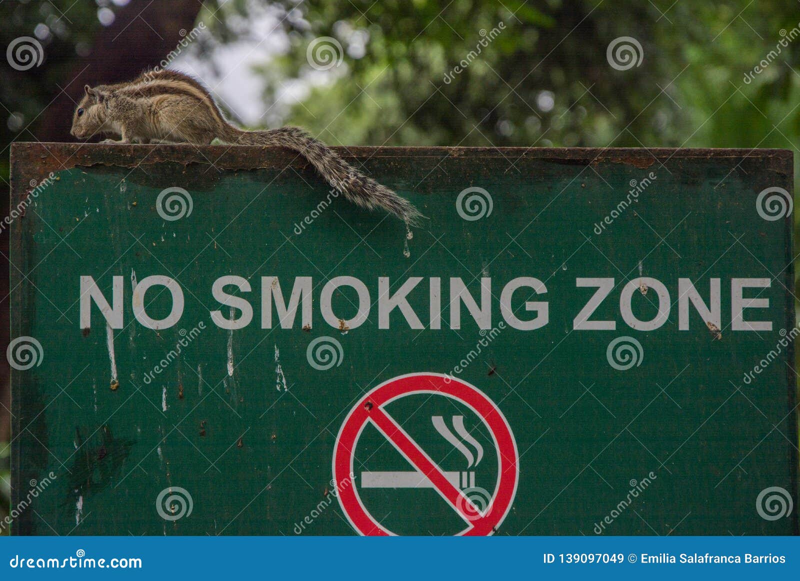squirrel on a smoking prohibited sign. funambulus genus of sciuromorphic rodents of the sciuridae family known as palm squirrels