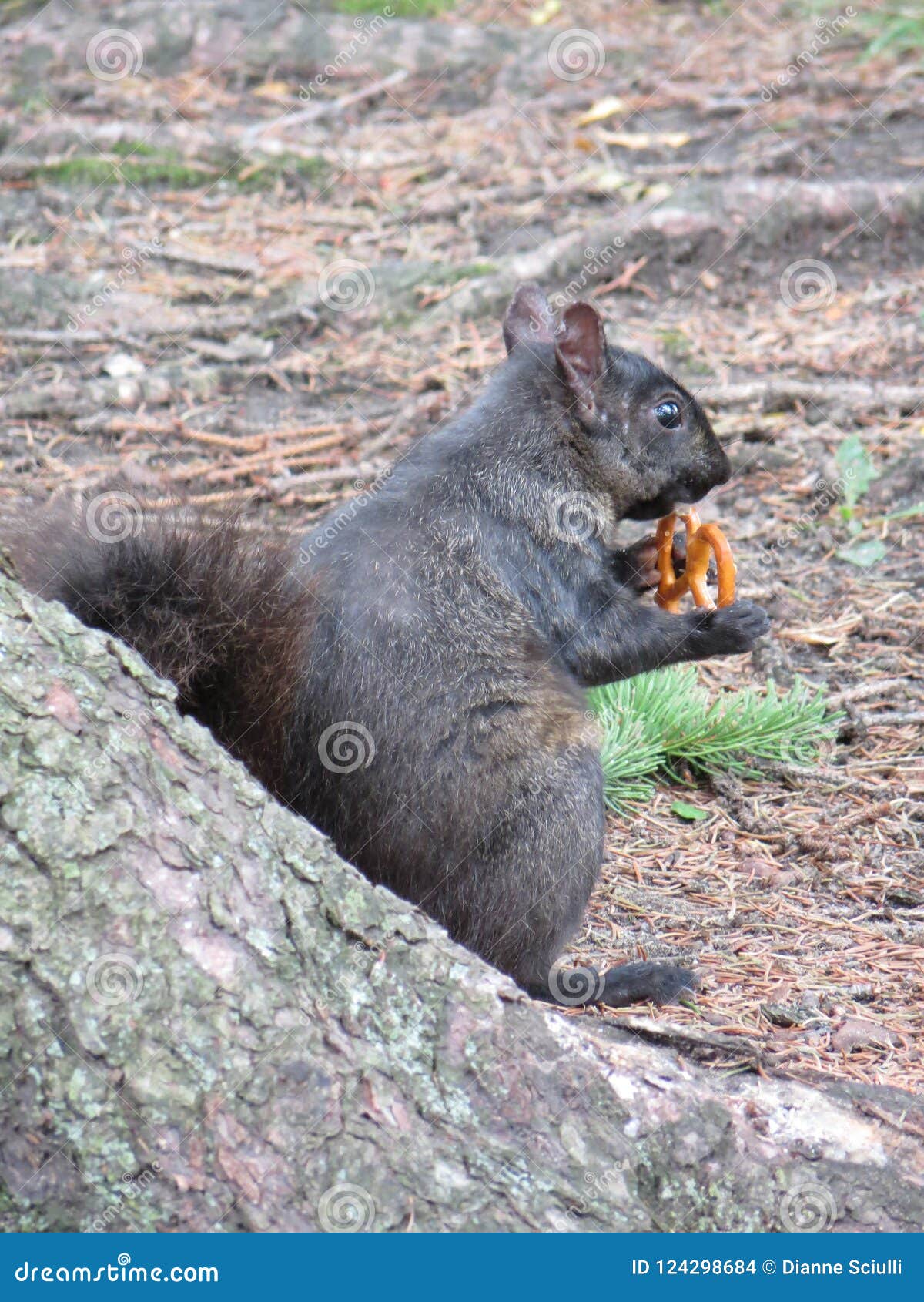 Squirrel Snacks stock photo. Image of animal, nature 124298684