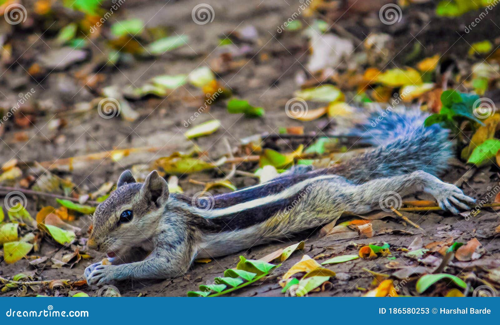 A Squirrel on the Soil Eating Something Stock Image Image of nature