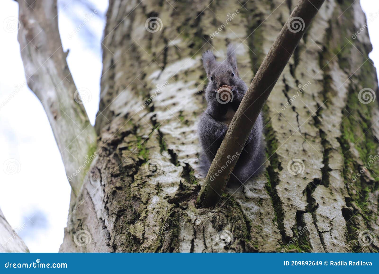 Squirrel Stands on a Branch Cracks and Eats a Walnut Stock Image