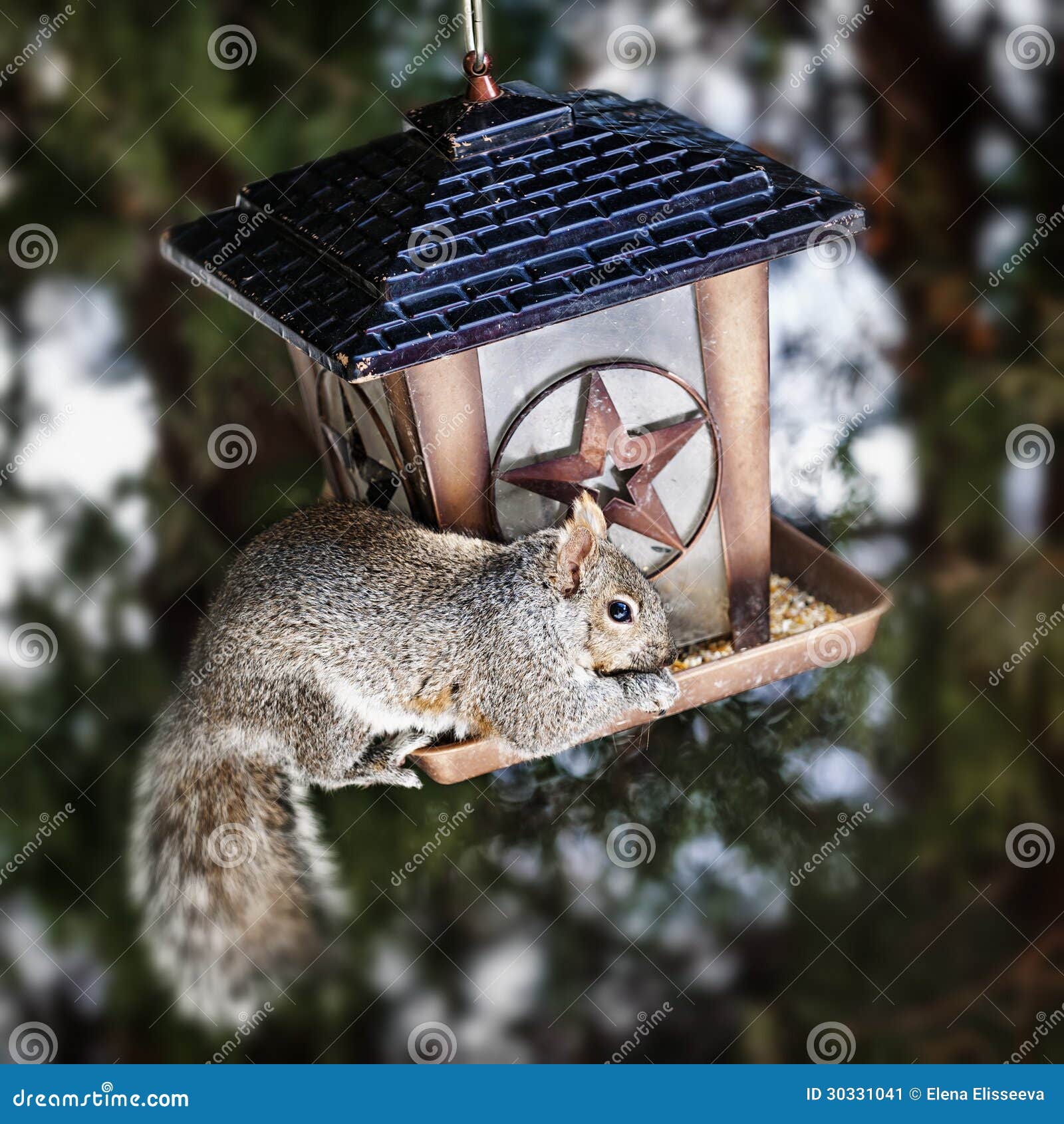 squirrel meme bird feeder