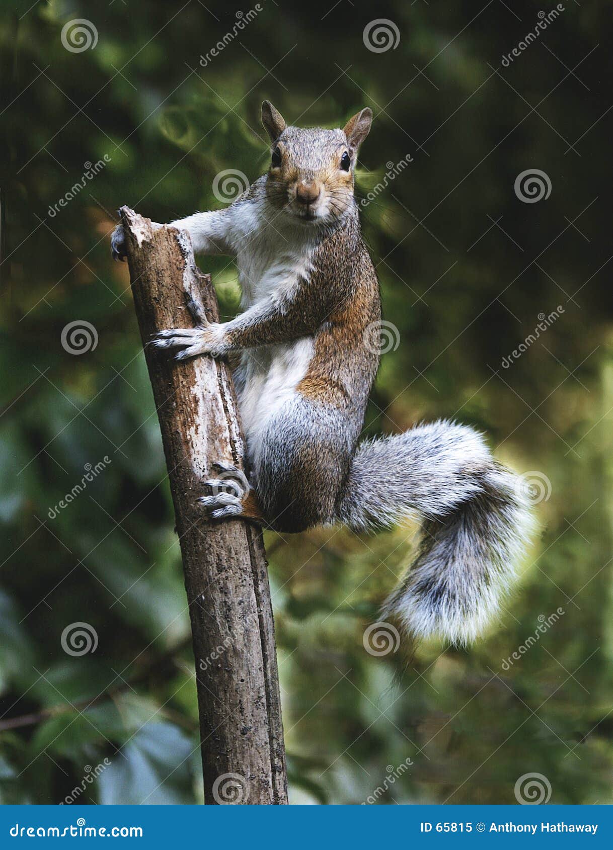 squirrel on a stick