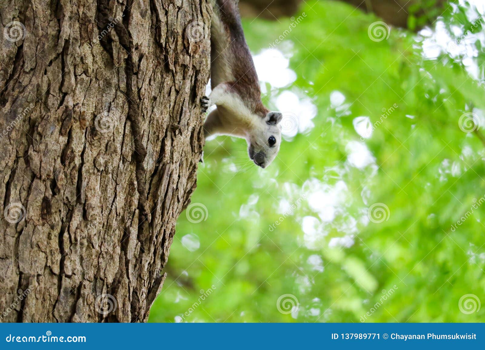 The Squirrel Sticks To Tree Carefully while Finding Fruit To Eat Stock