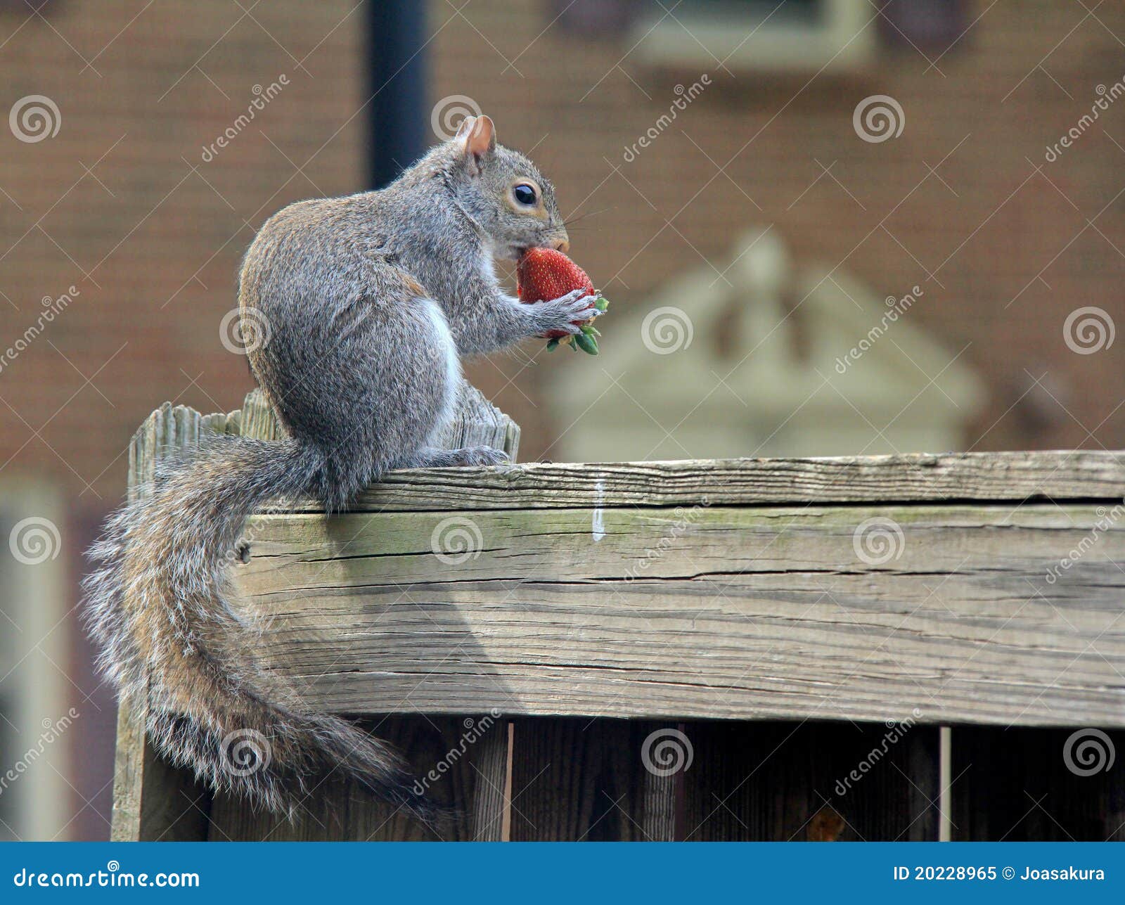 Squirrel and Strawberry stock image. Image of berry, chipmunk 20228965