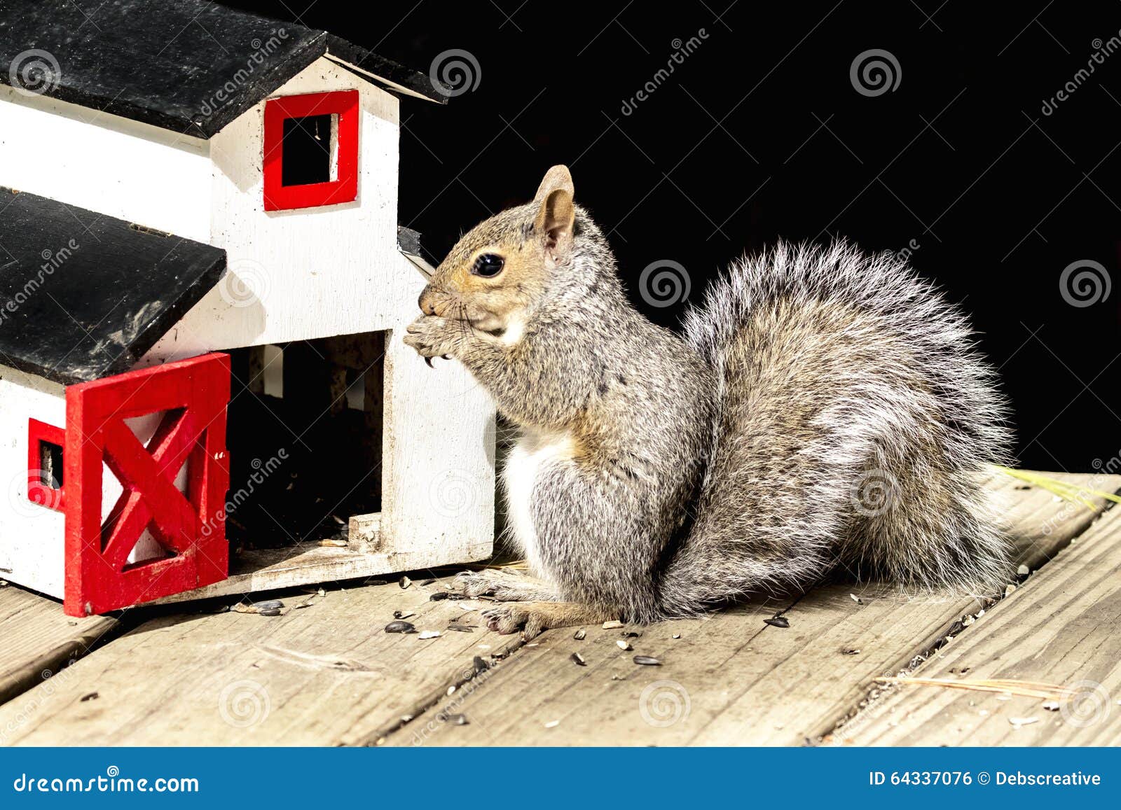 Squirrel with Sunflower Seeds Stock Photo Image of cute, green 64337076