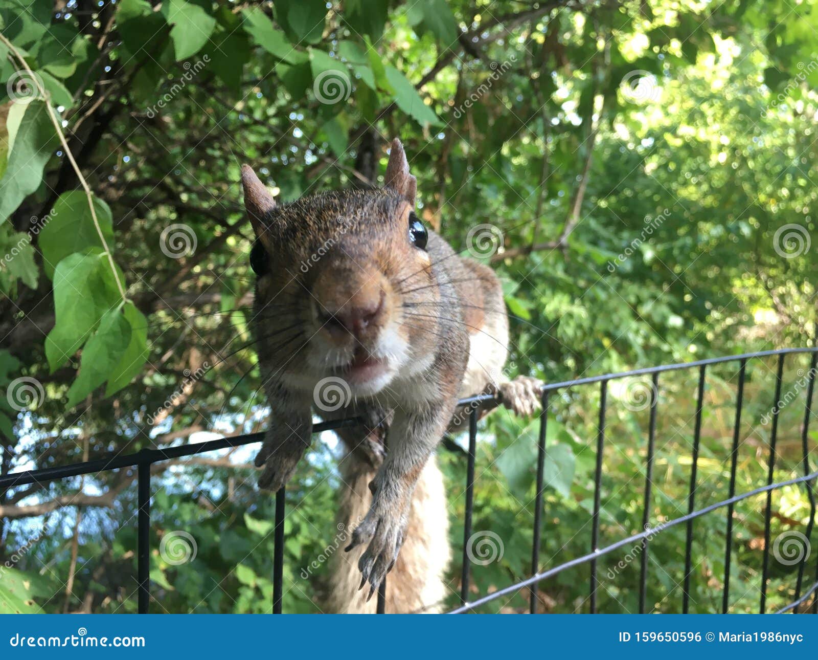Squirrel during Sunny Fall Day in Central Park in Manhattan in New York