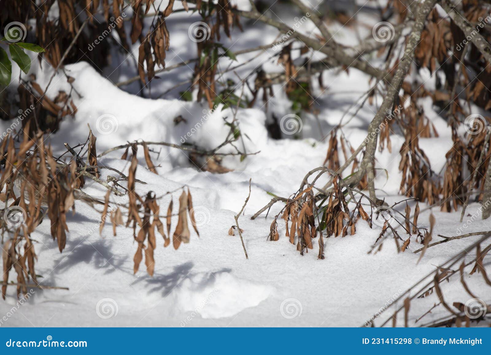 Squirrel Tracks in the Snow Stock Photo - Image of season, environment