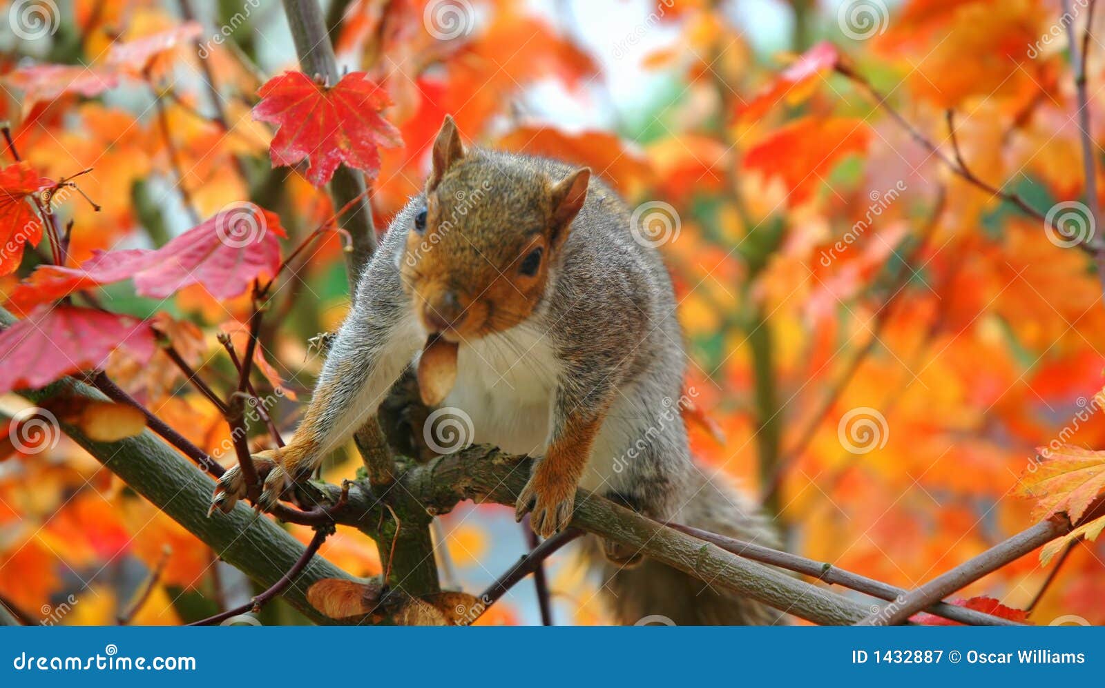 Squirrel in a tree stock image. Image of animal, leaves 1432887