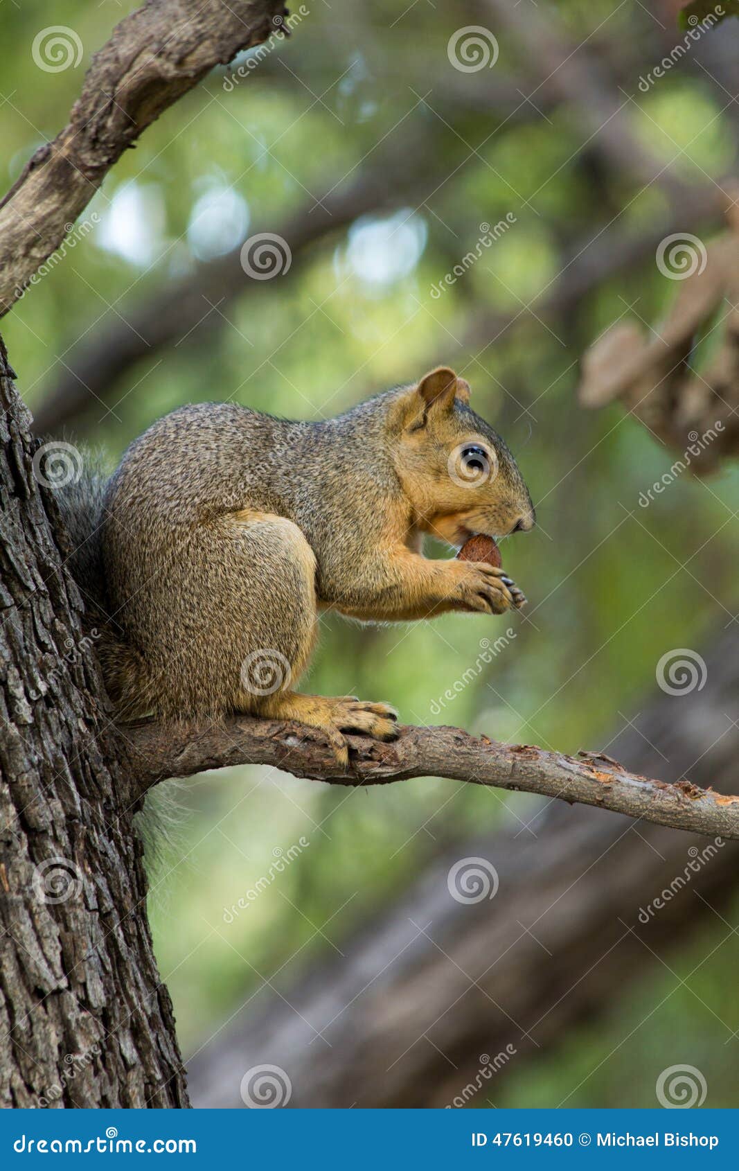 Squirrel in tree stock photo. Image of eating, furry 47619460