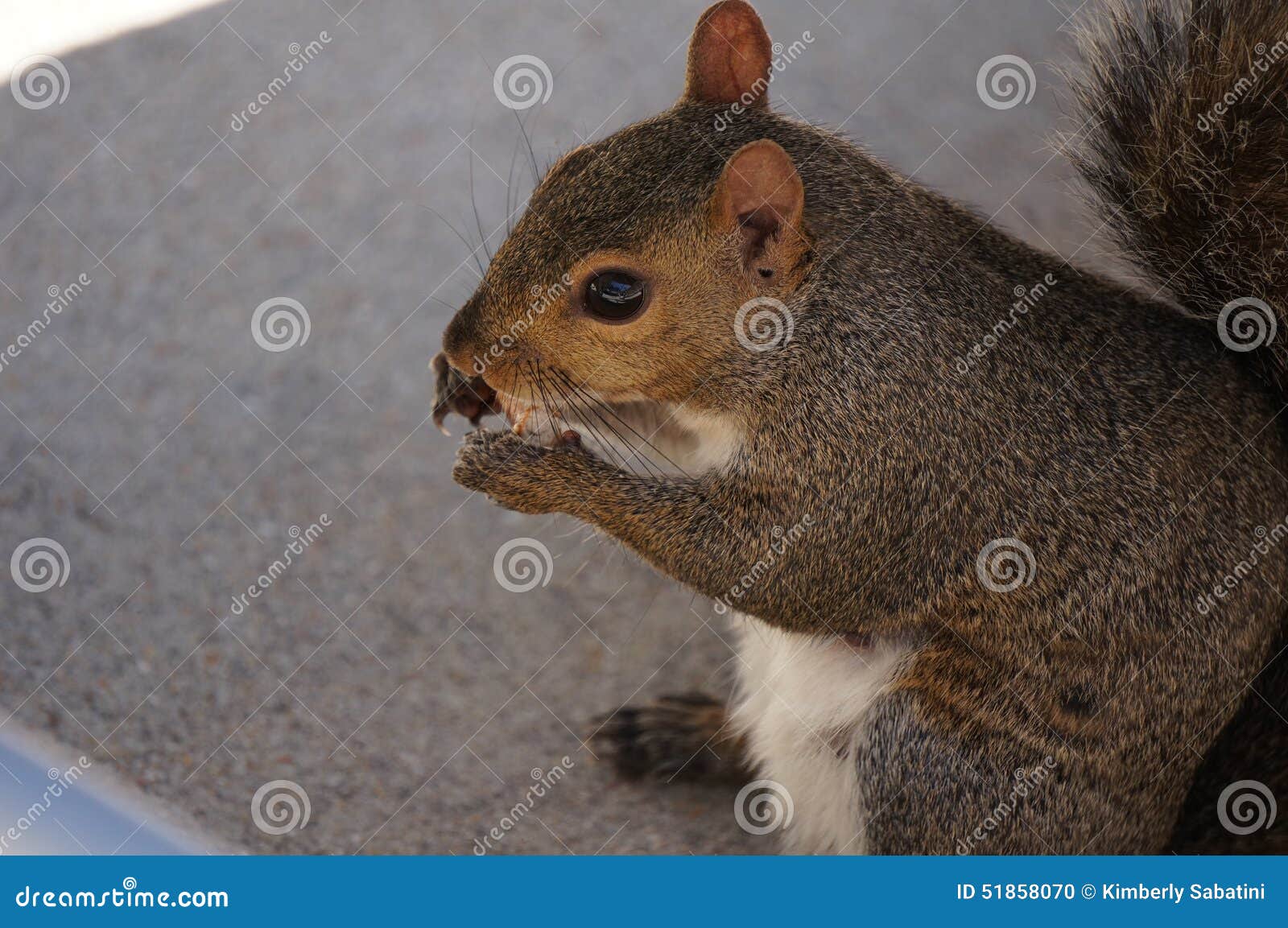 Squirrel stock photo. Image of squirrel, tree, eating 51858070