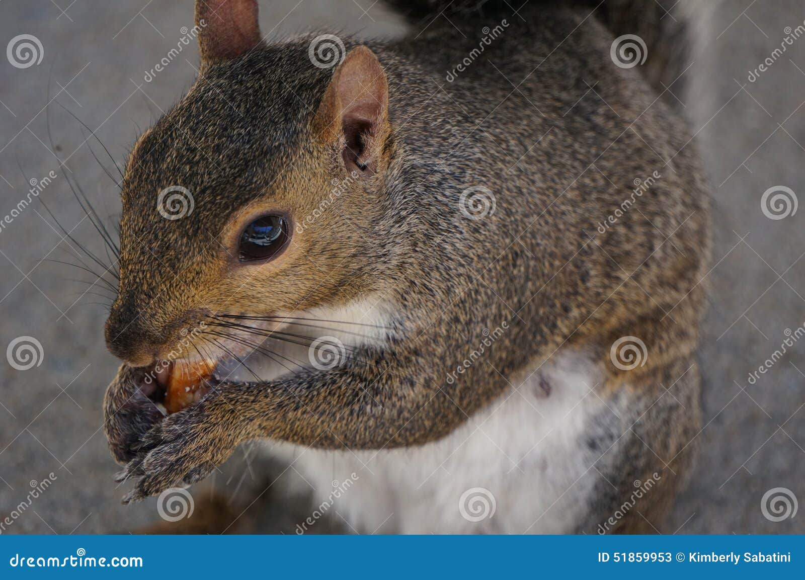 Squirrel stock image. Image of squirrel, carolina, sciuridae 51859953