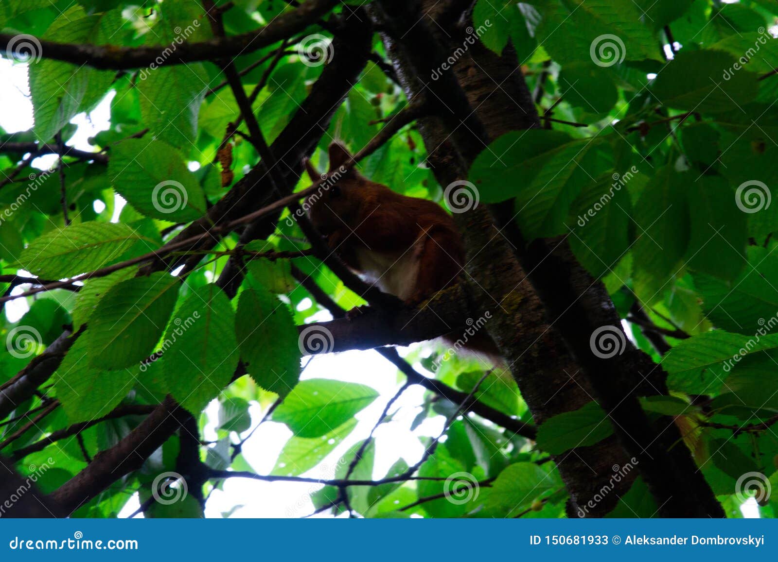 Squirrel on a Tree Eating Red Cherry Stock Image Image of portrait