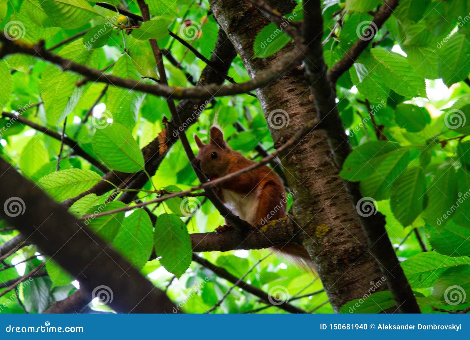 Squirrel on a Tree Eating Red Cherry Stock Photo Image of park