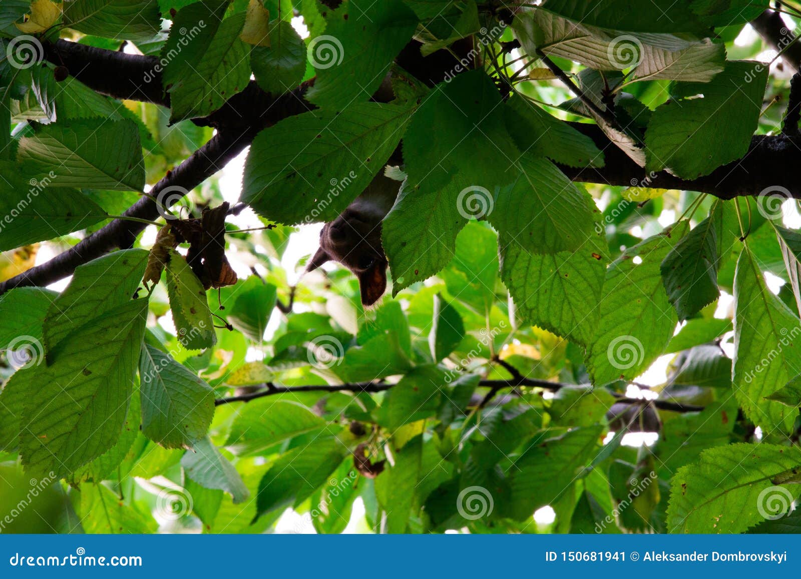 Squirrel on a Tree Eating Red Cherry Stock Image Image of park